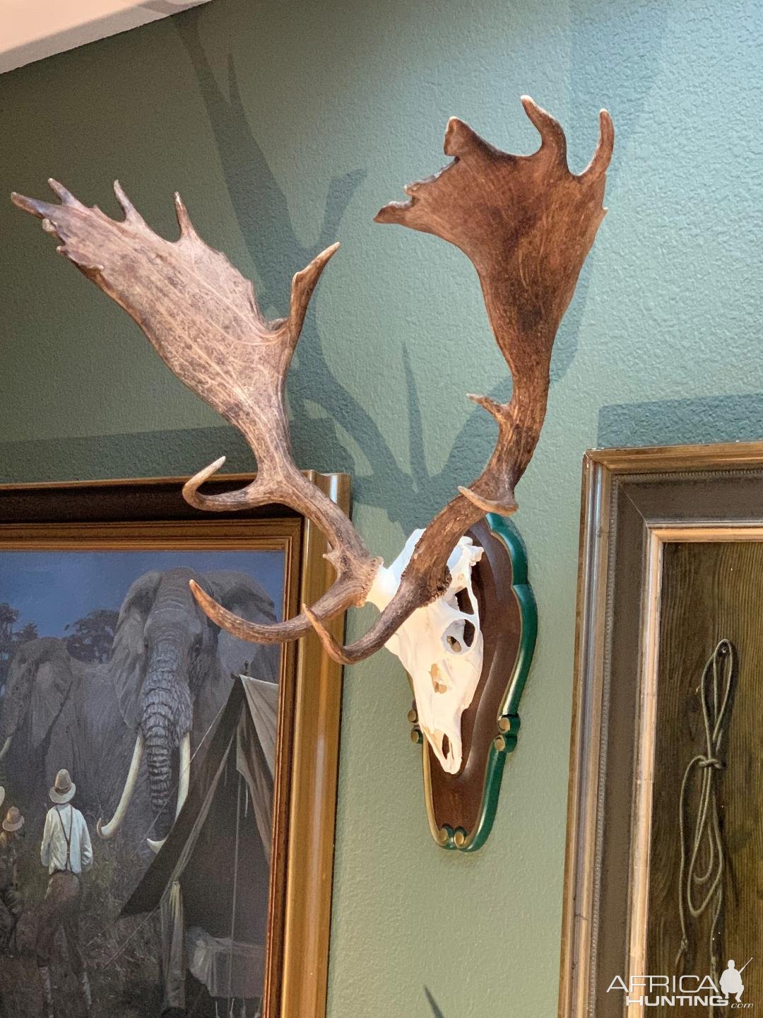 Fallow Deer Stag European Mount Taxidermy