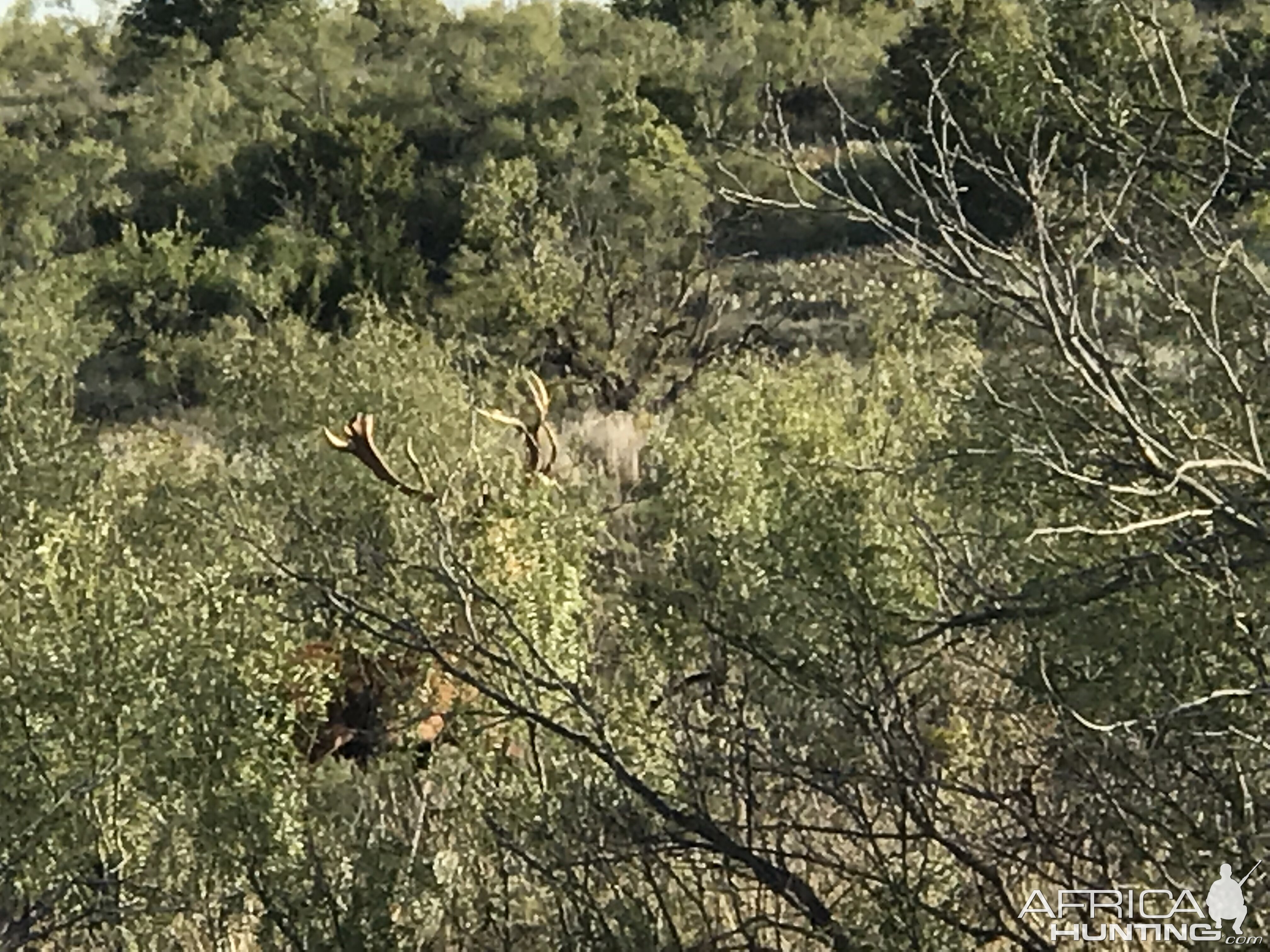 Fallow Deer Texas USA