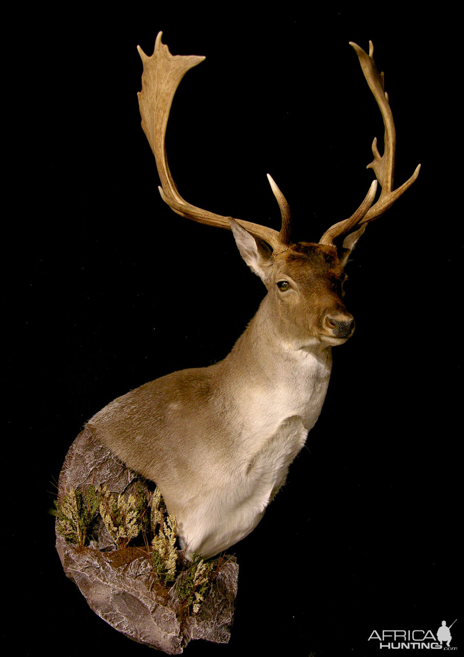 Fallow Deer Wall Pedestal with Habitat Taxidermy