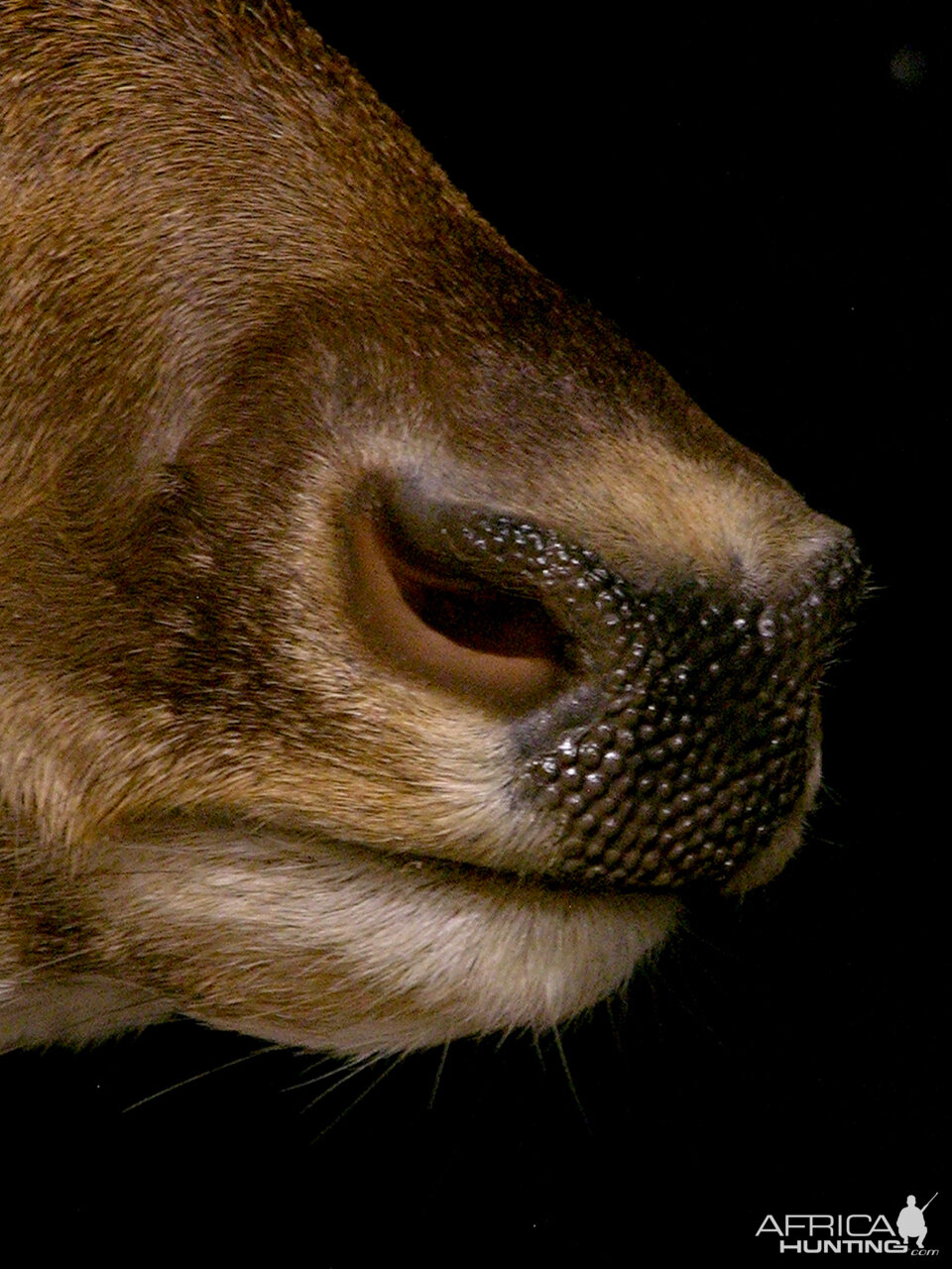 Fallow Deer Wall Pedestal with Habitat Taxidermy