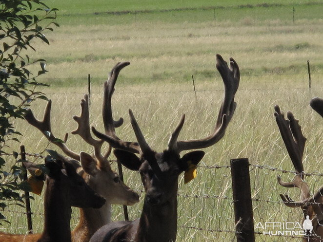 Fallow Deer