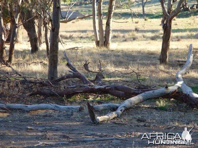 Fallow deer