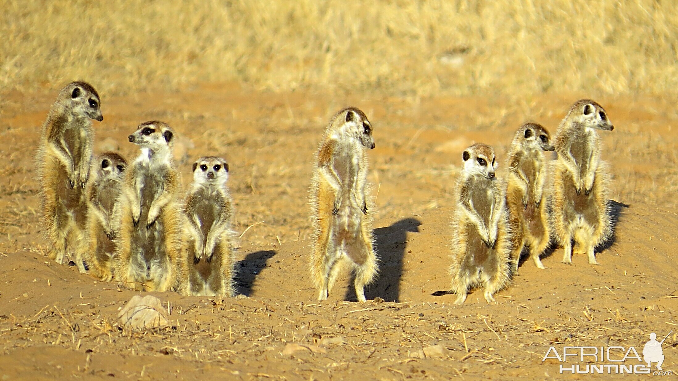 Family of Meerkat