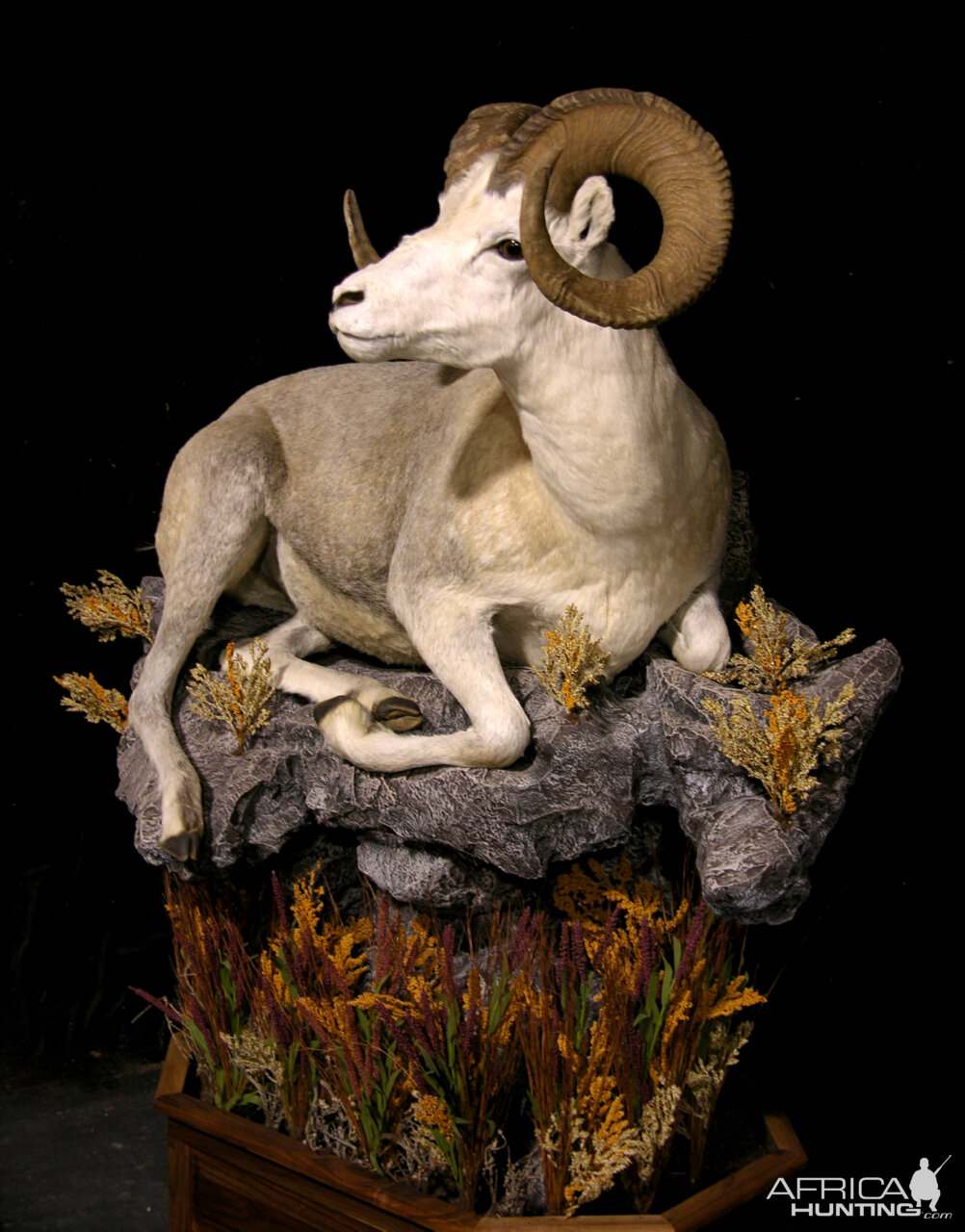 Fannin Sheep Full Mount Taxidermy