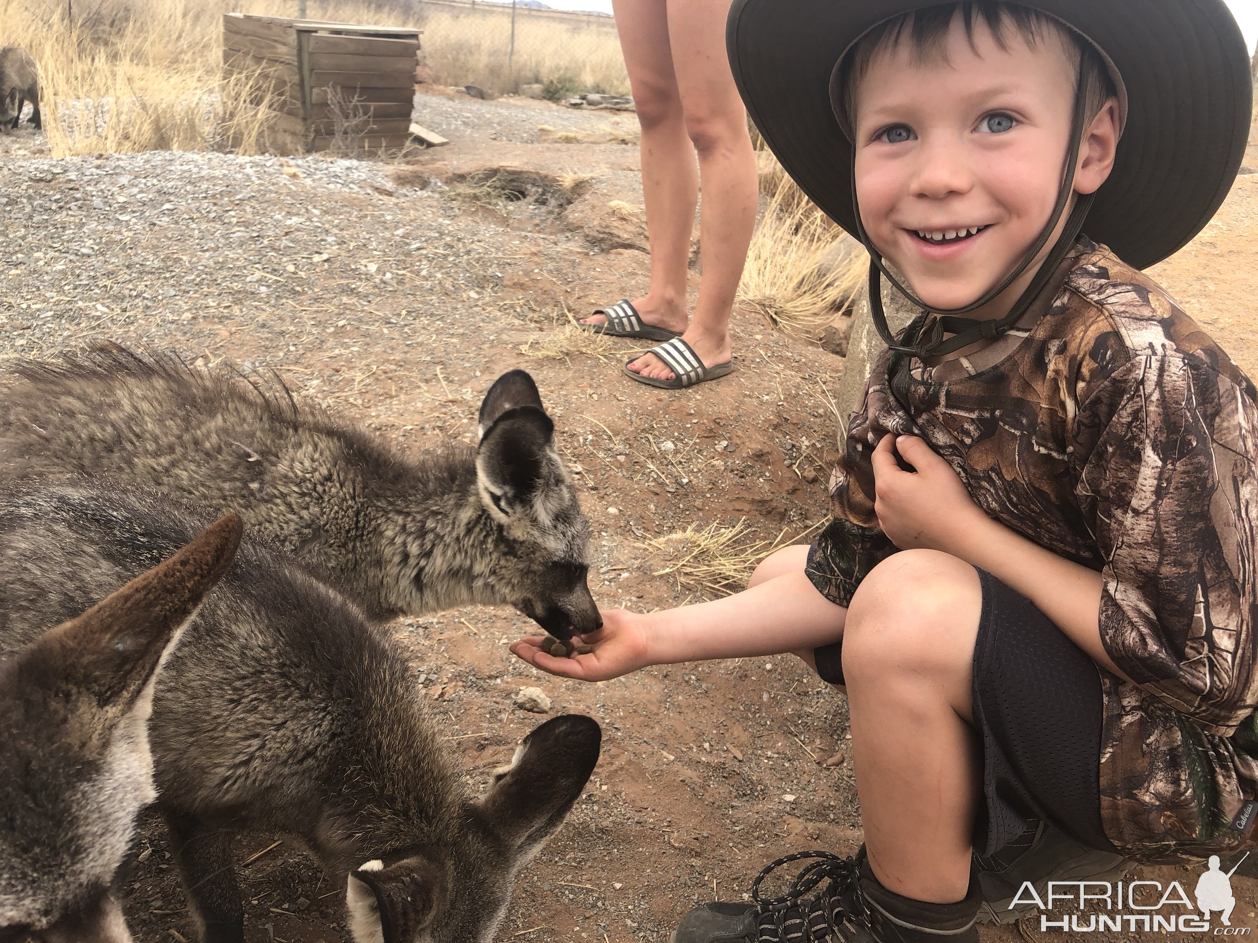 Feeding Bat-eared Foxes