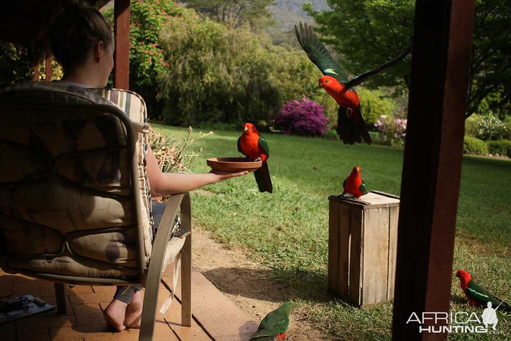 Feeding King Parrots Australia