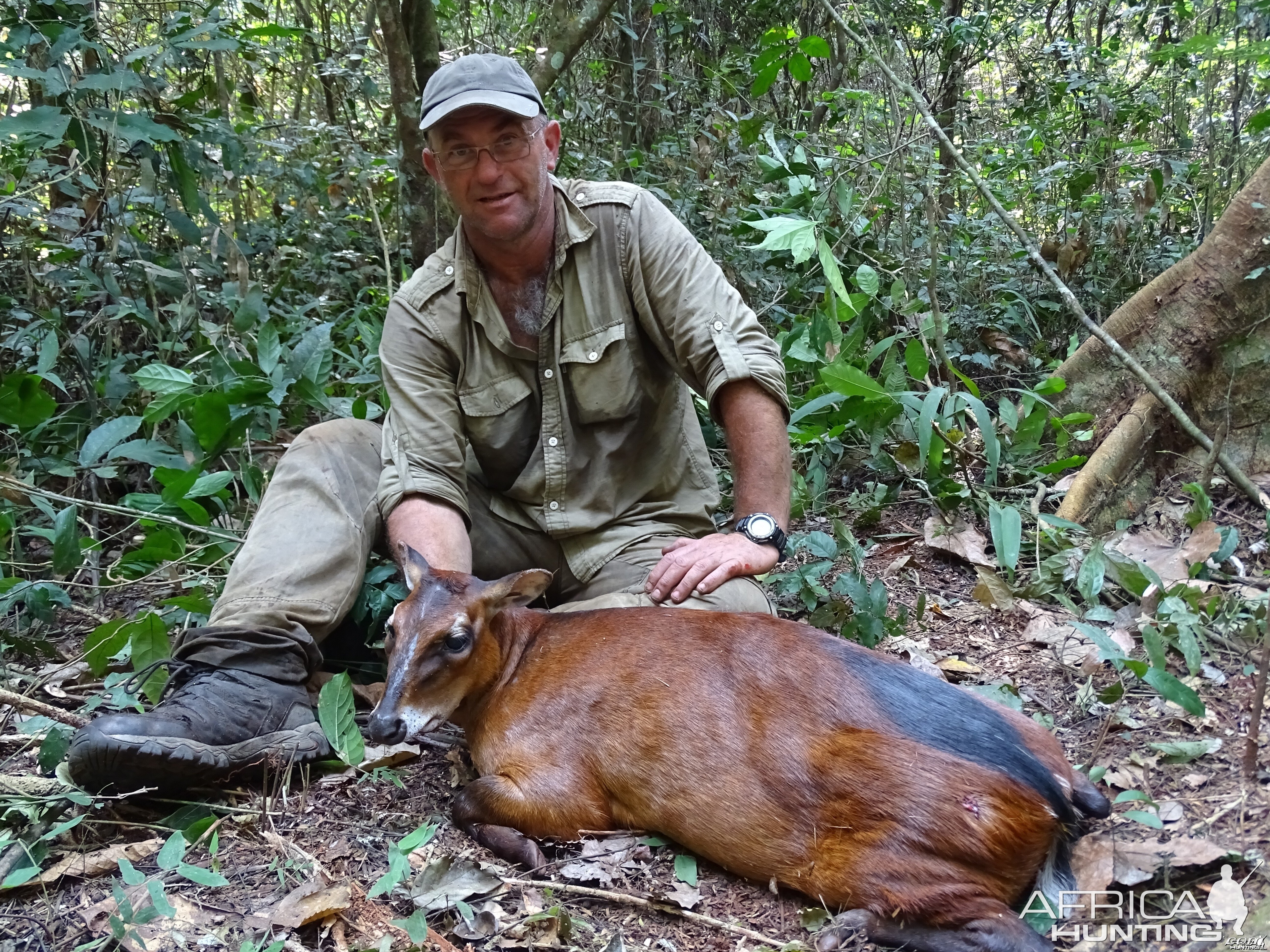 Female Bay Duiker hunted over a call in the CAR forest