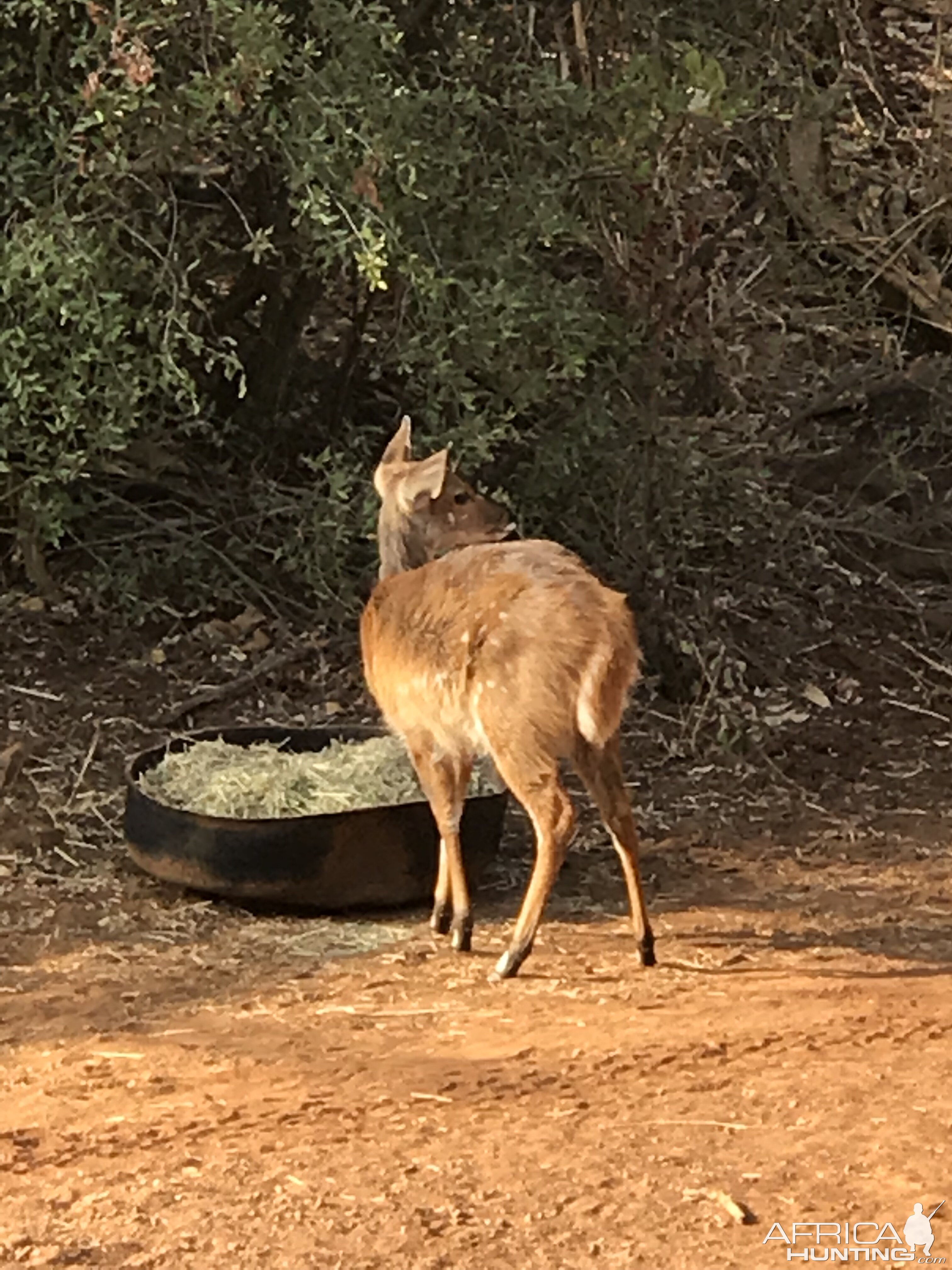 Female Bushbuck in South Africa