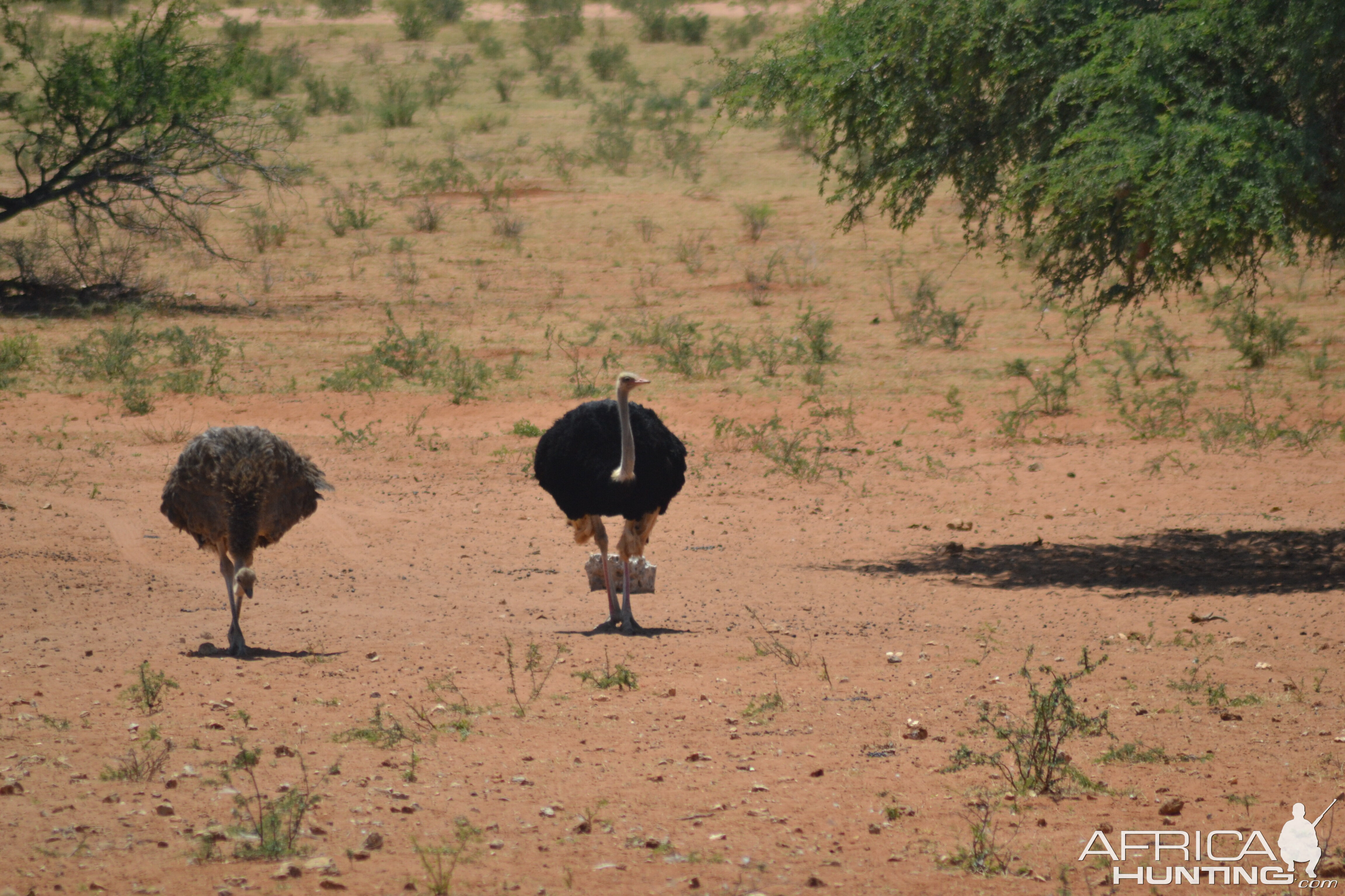 Female & Male Ostrich Namibia