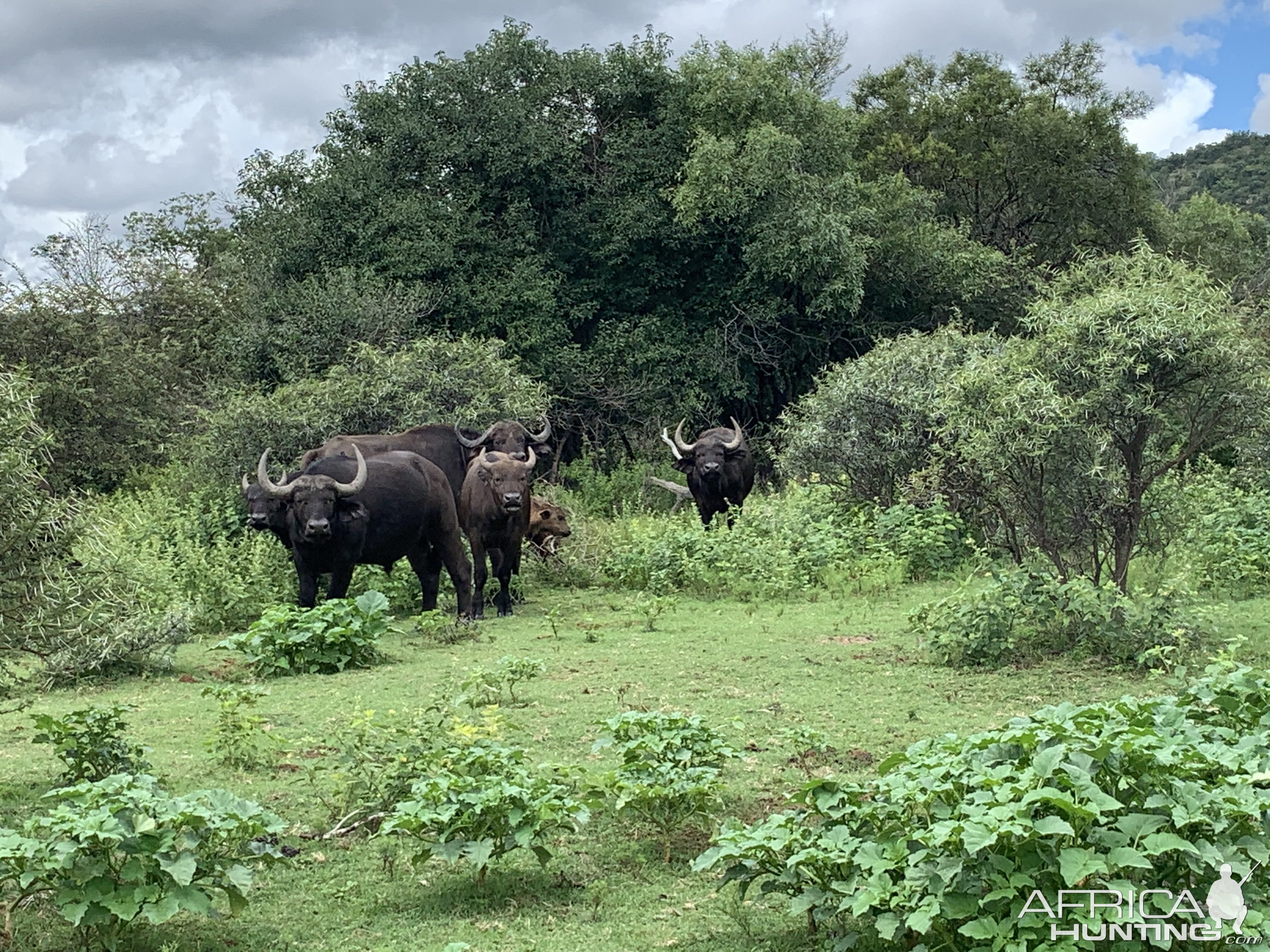 Female & Young Bull Buffalos