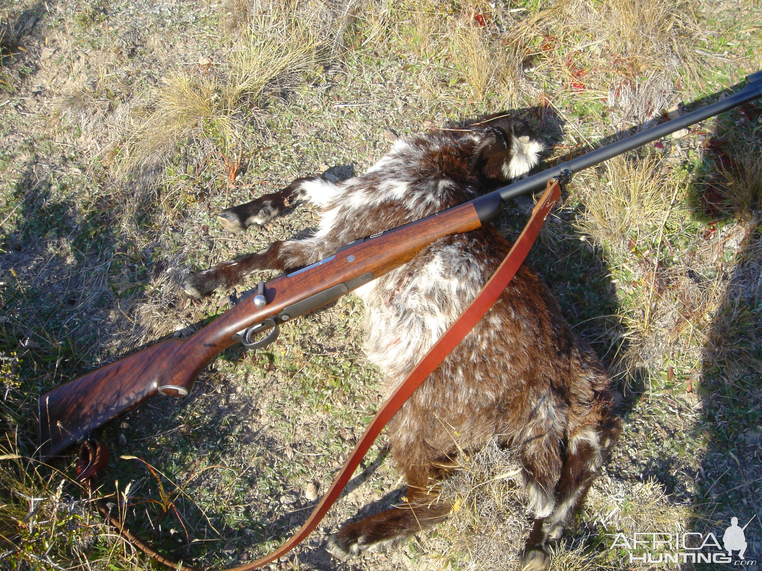 Feral Goat Hunt New Zealand