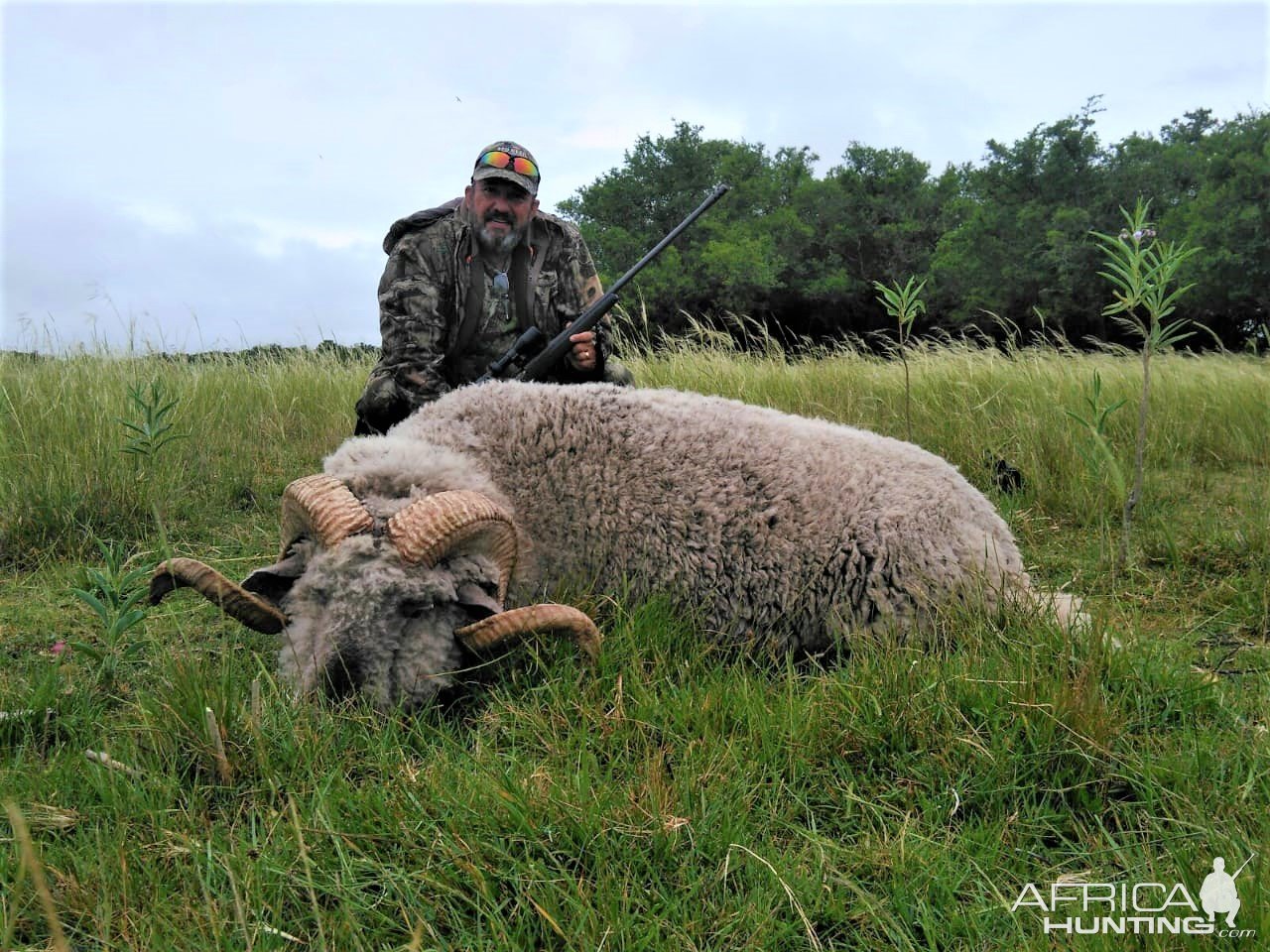 Feral Sheep Ram Hunt Argentina