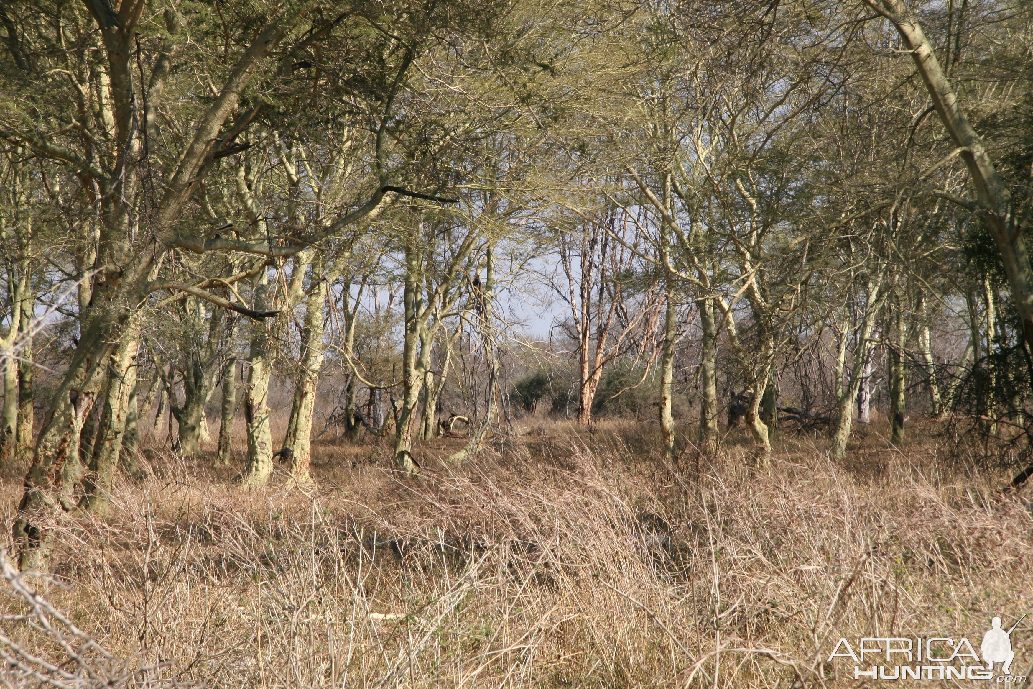 Fever Tree Grove