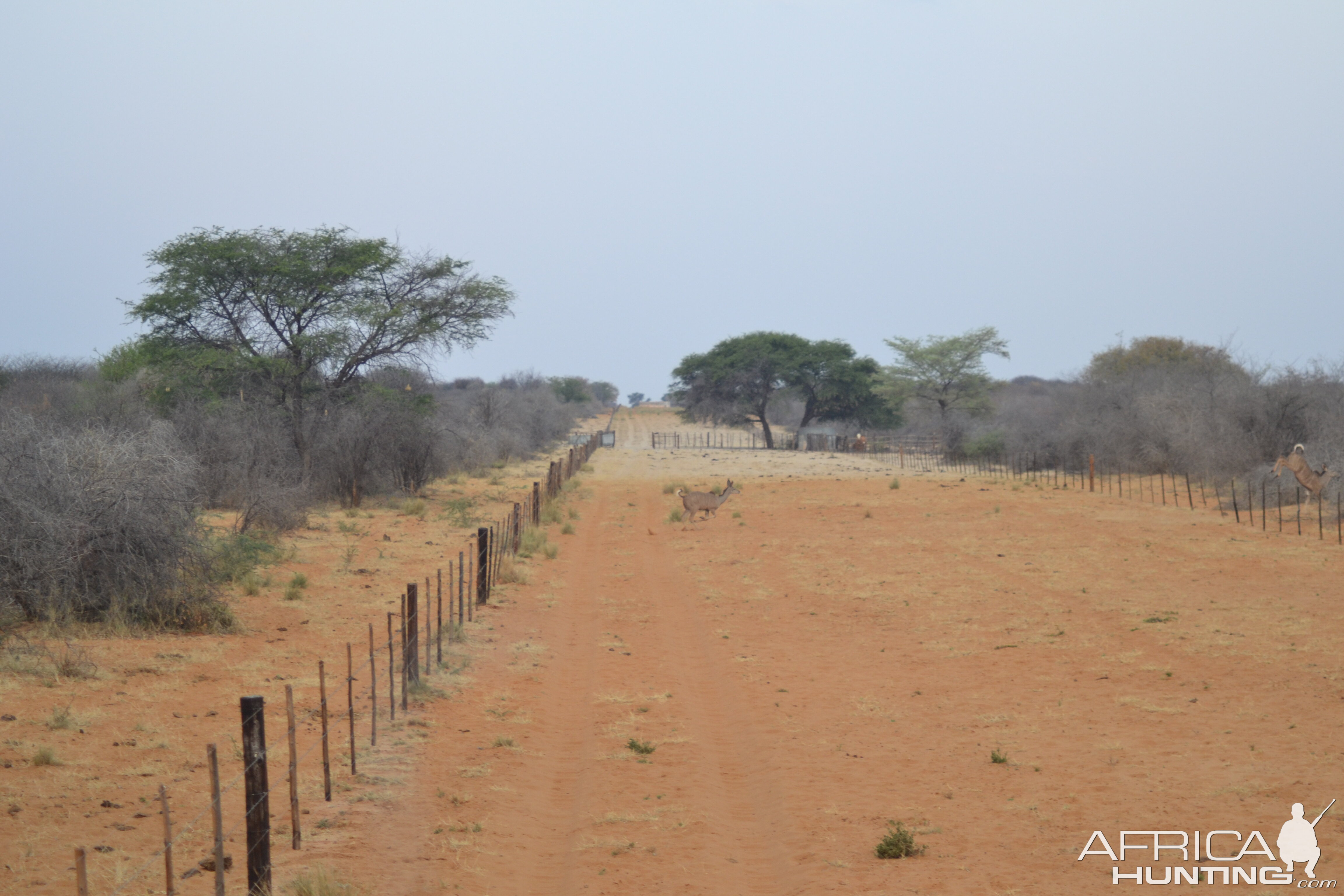 Few Kudu cows & youngsters crossing in front of us