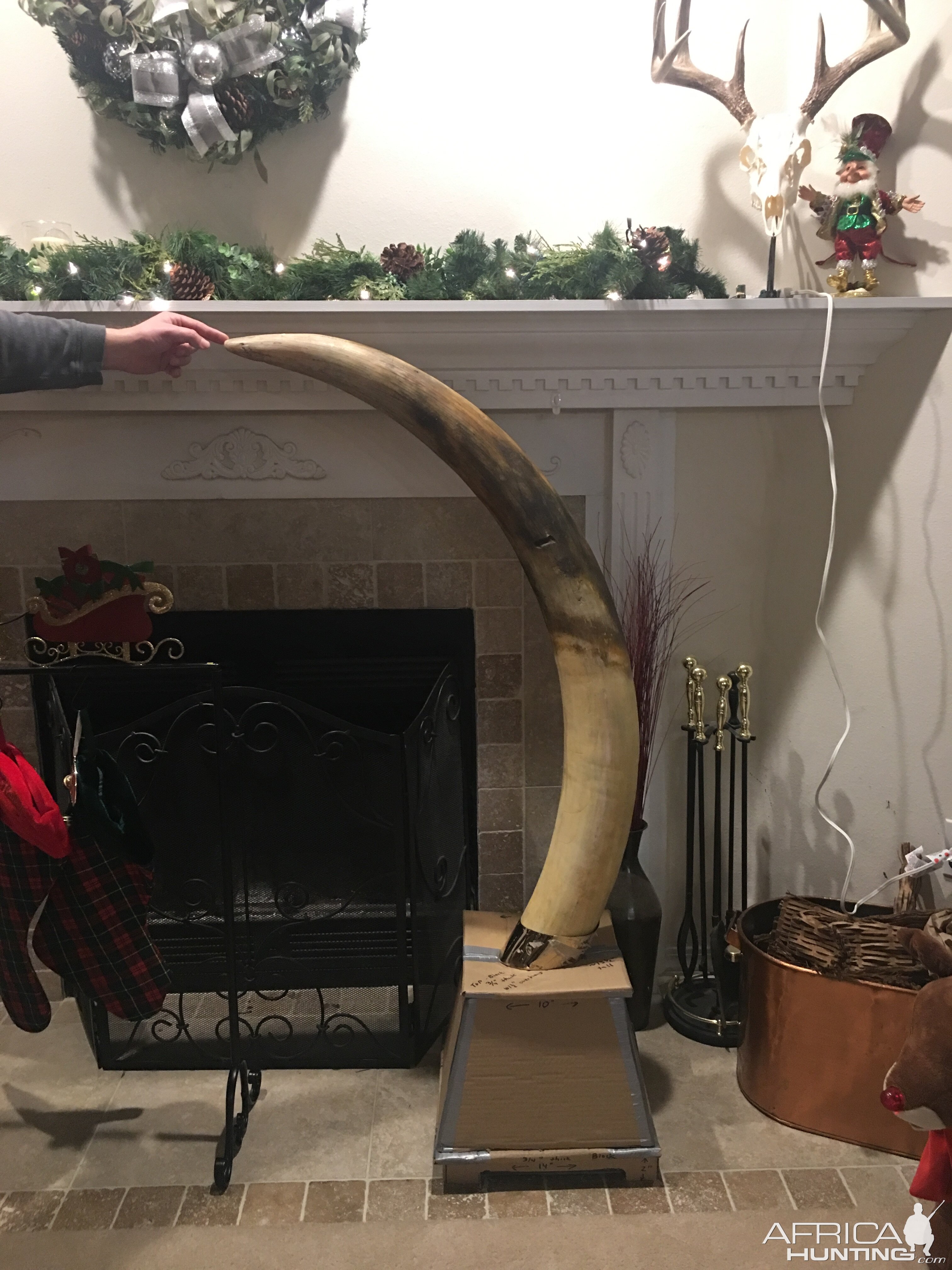 Fiberglass Replica Elephant Tusk