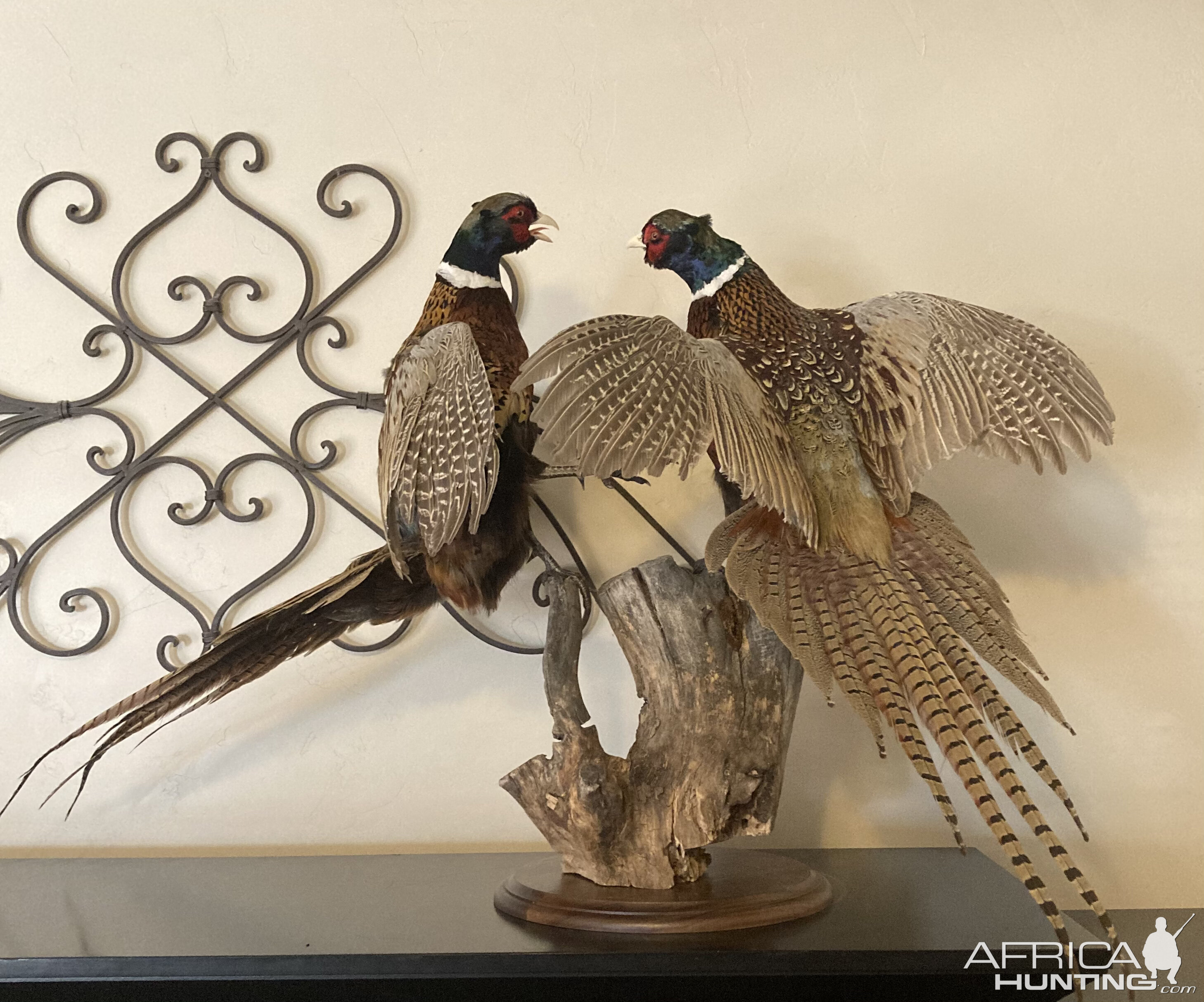 Fighting Pheasants Taxidermy