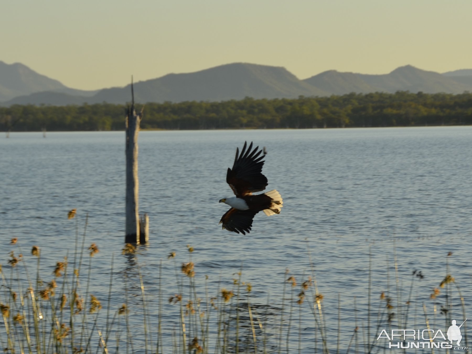 Fish Eagle, Lake Kariba