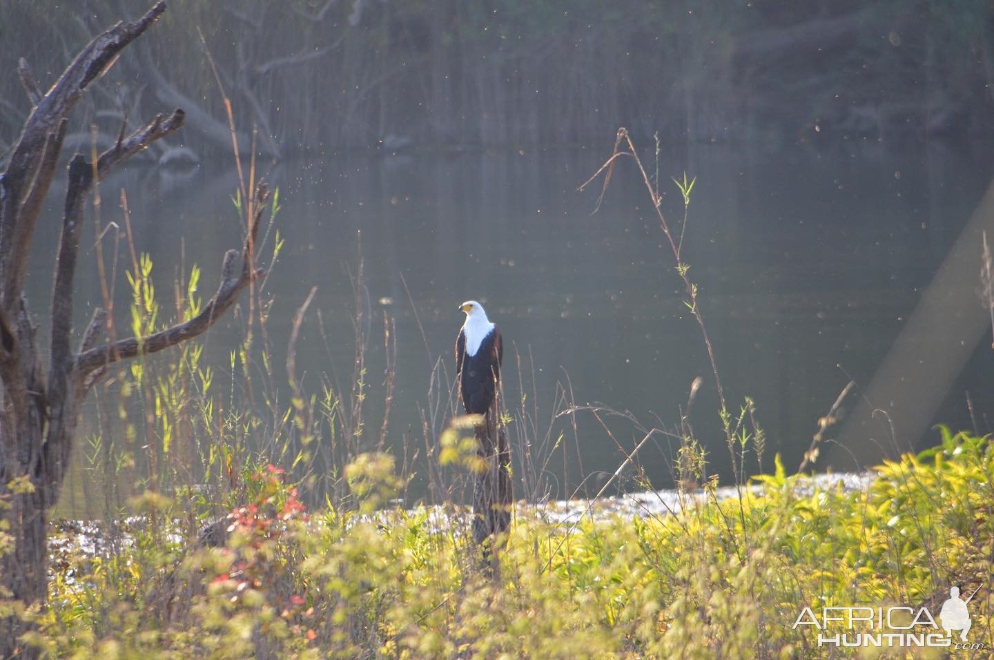 Fish Eagle Takeri Reserve Zambia