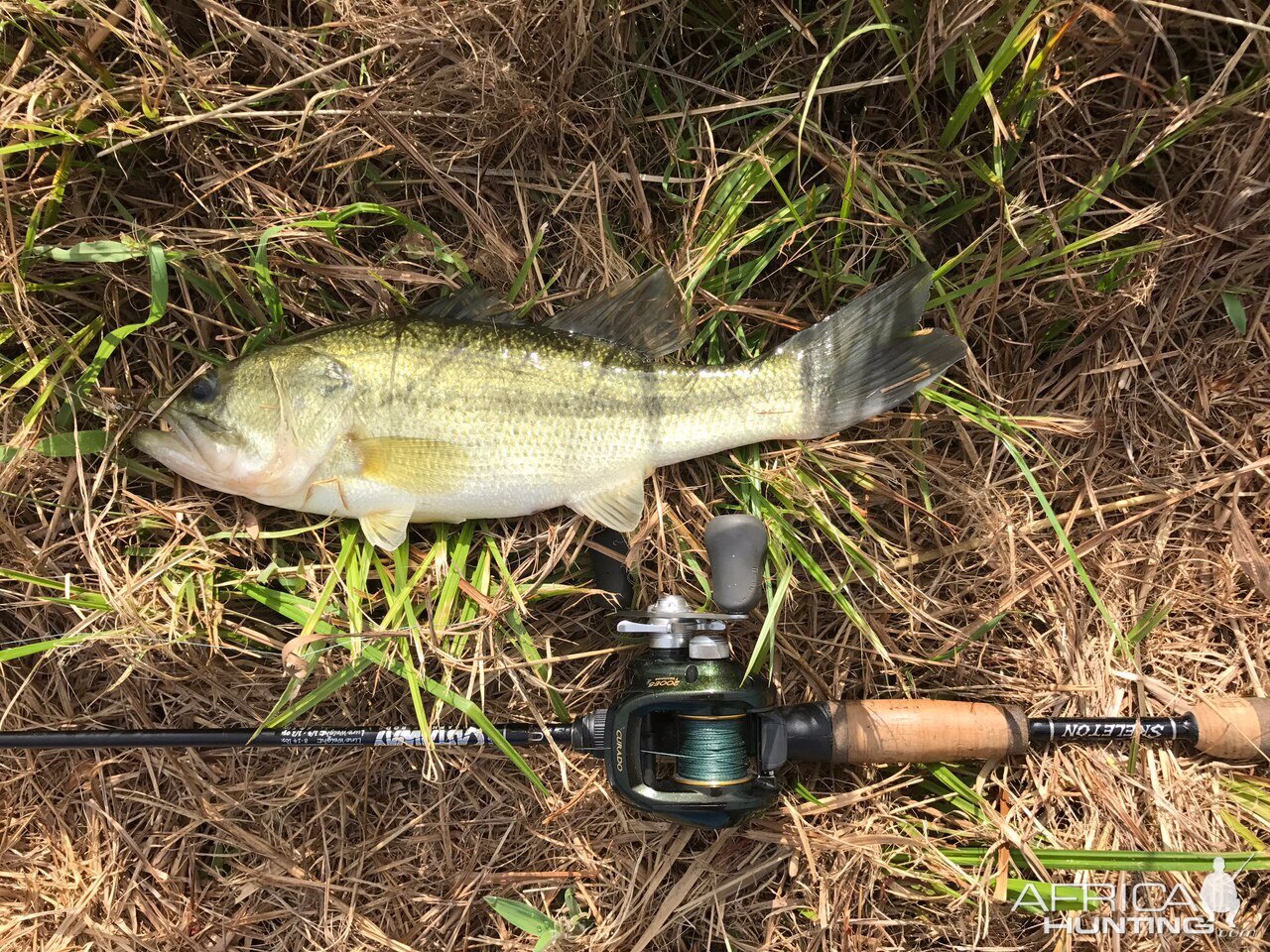 Fishing Bass