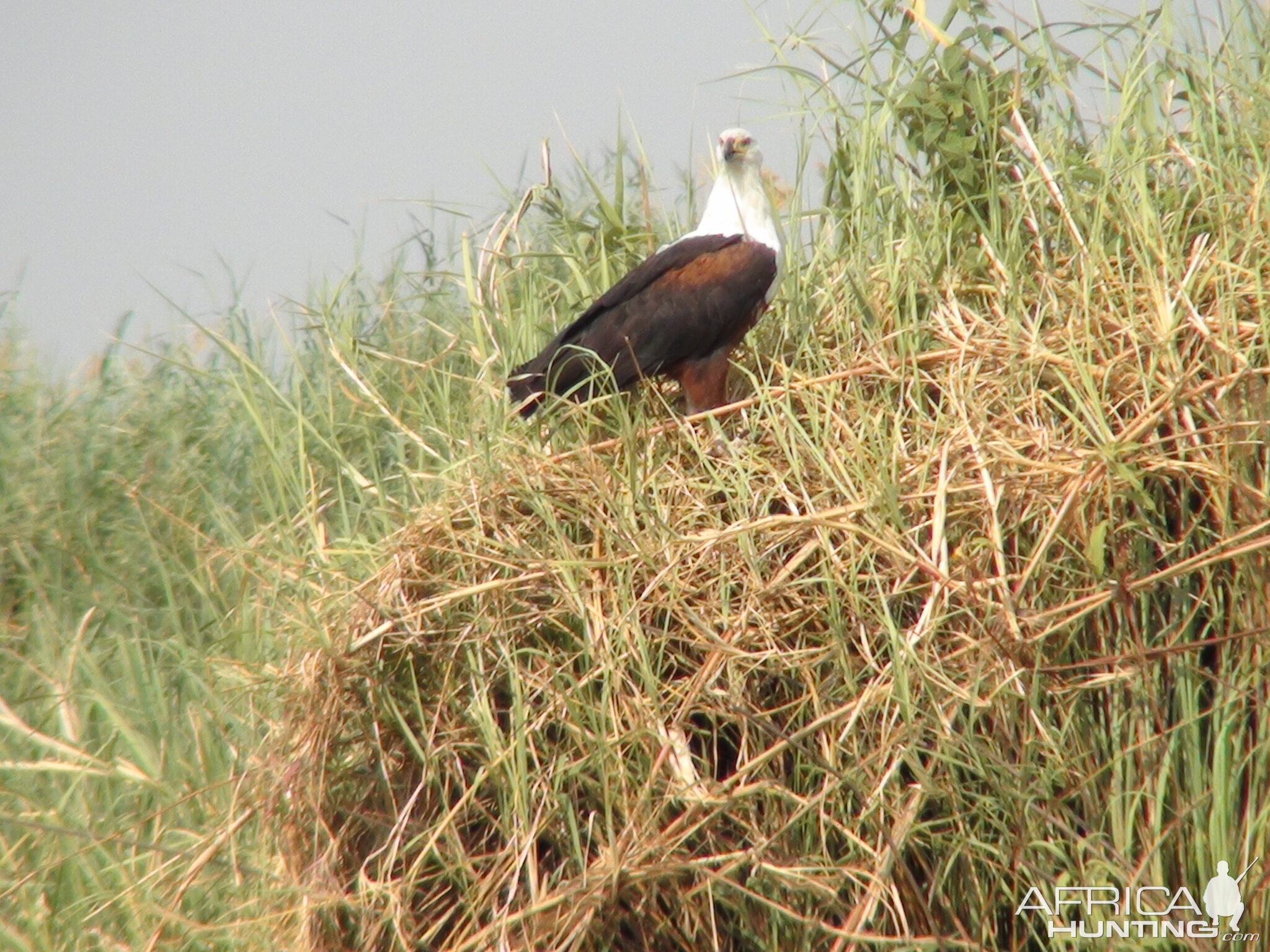 Fishing Eagle Caprivi Namibia