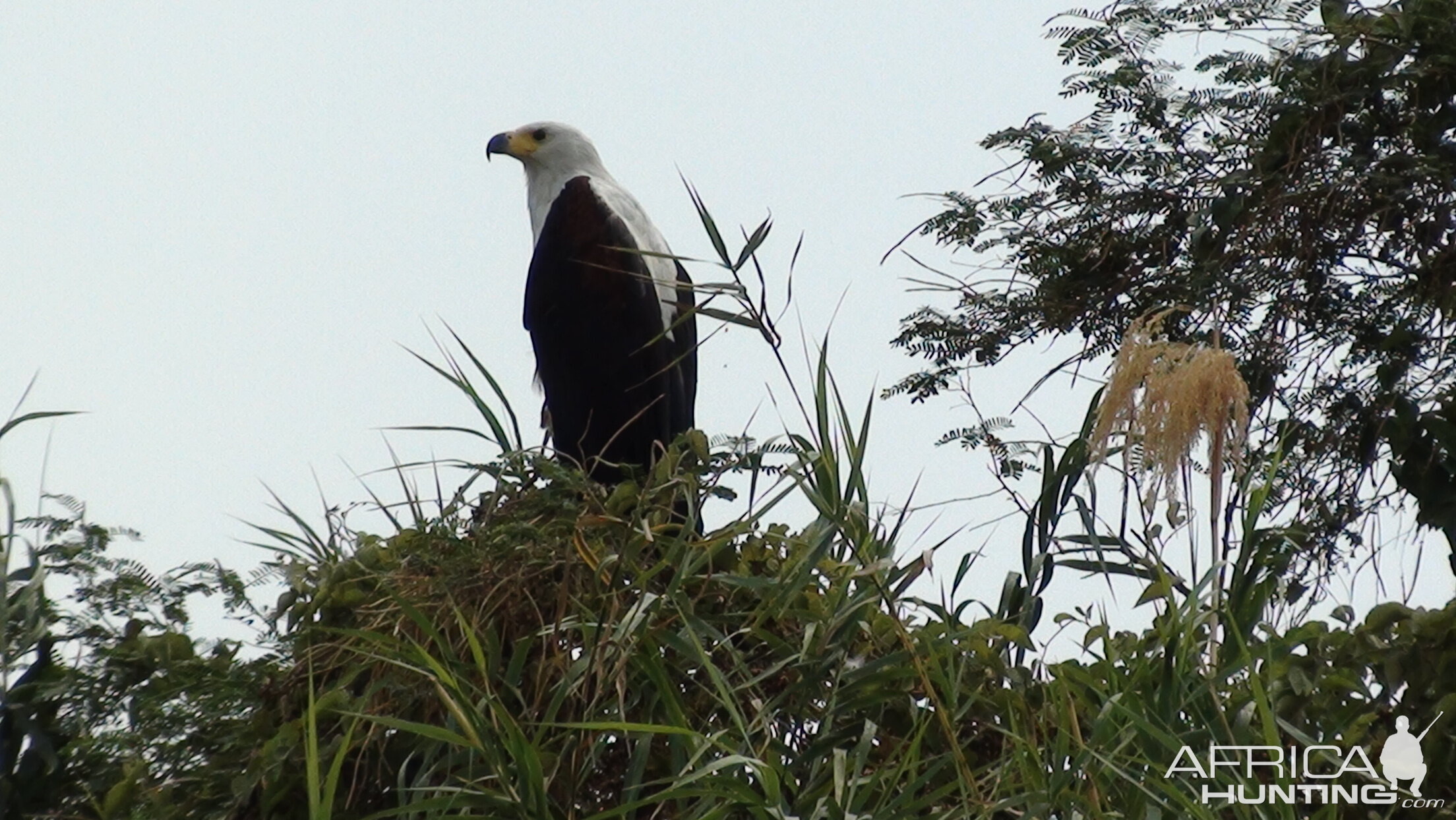 Fishing Eagle Caprivi Namibia