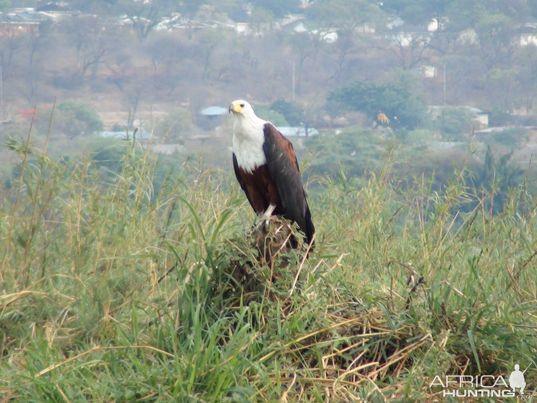 Fishing Eagle Caprivi Namibia