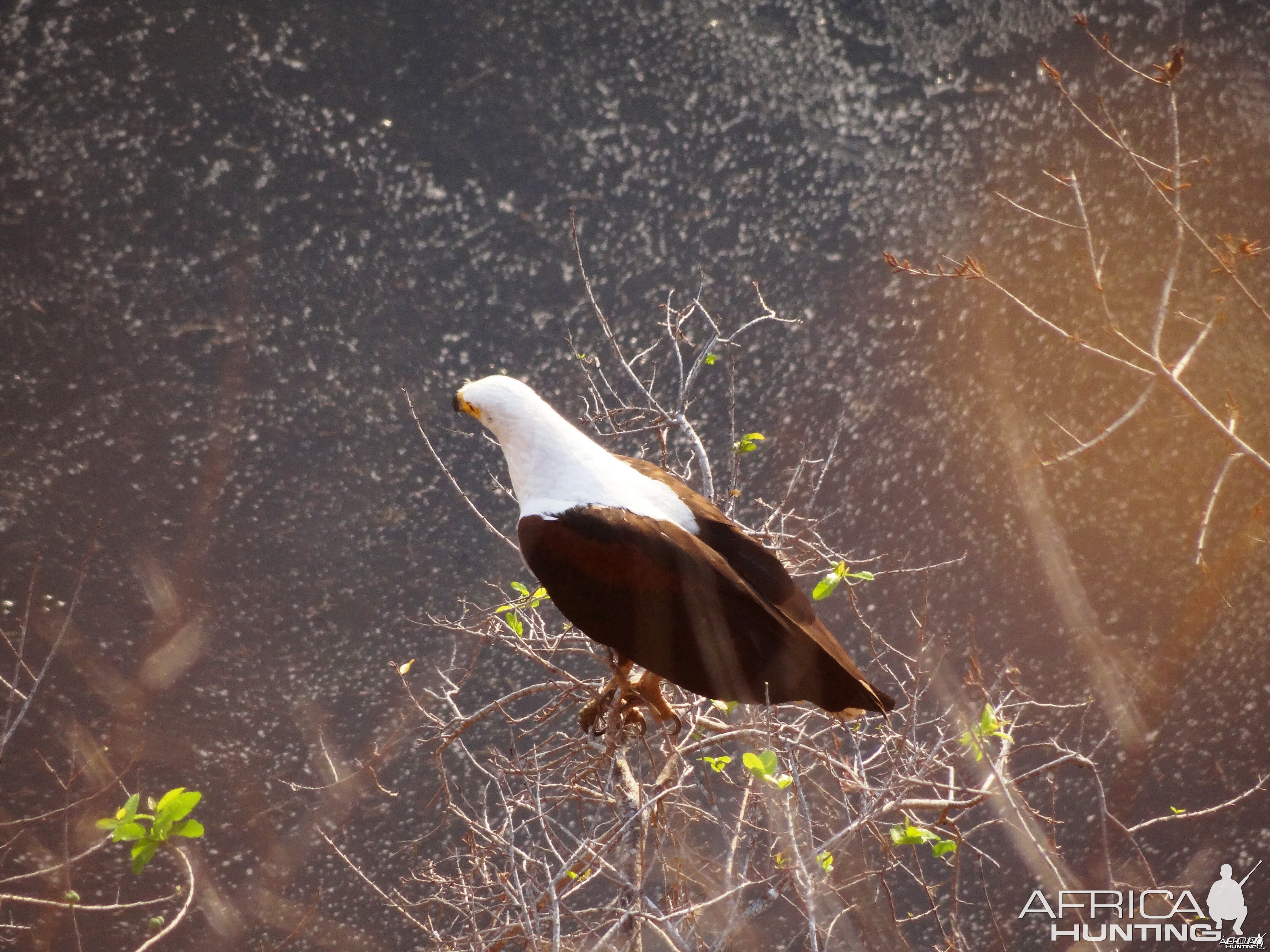 Fishing eagle