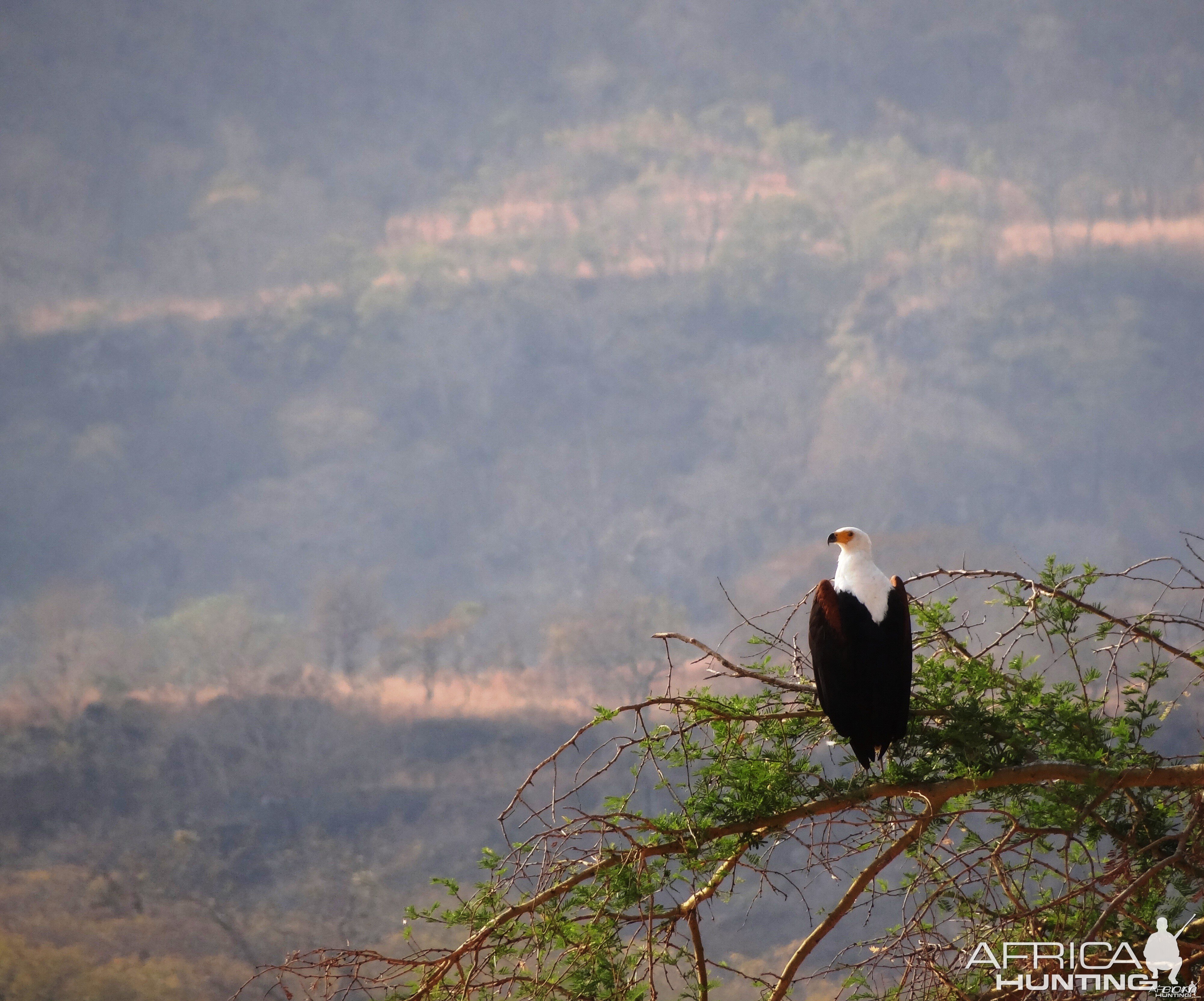 Fishing Eagle