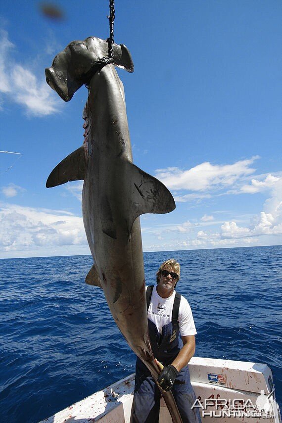 Fishing Hammerhead