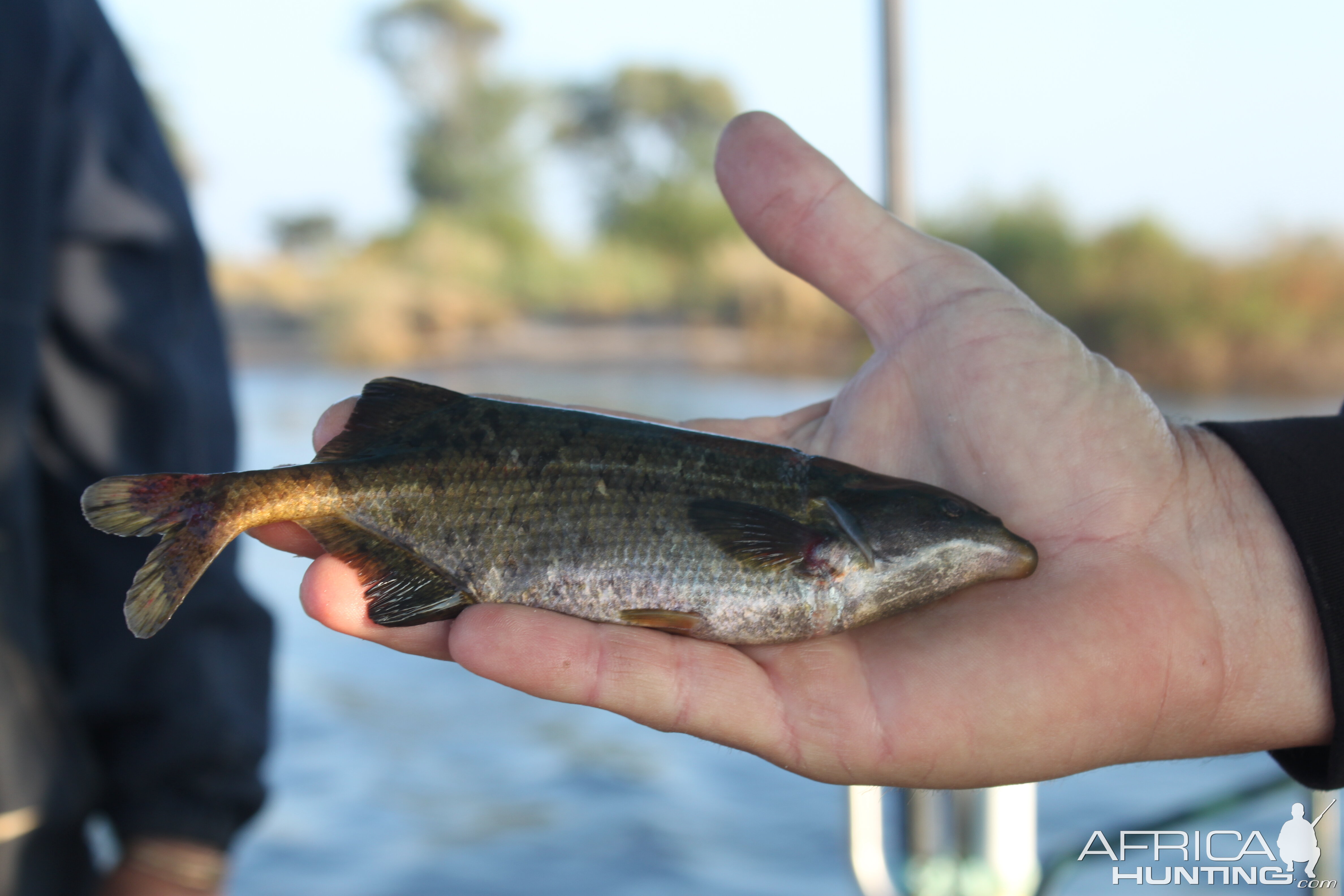 Fishing Namibia Zambezi