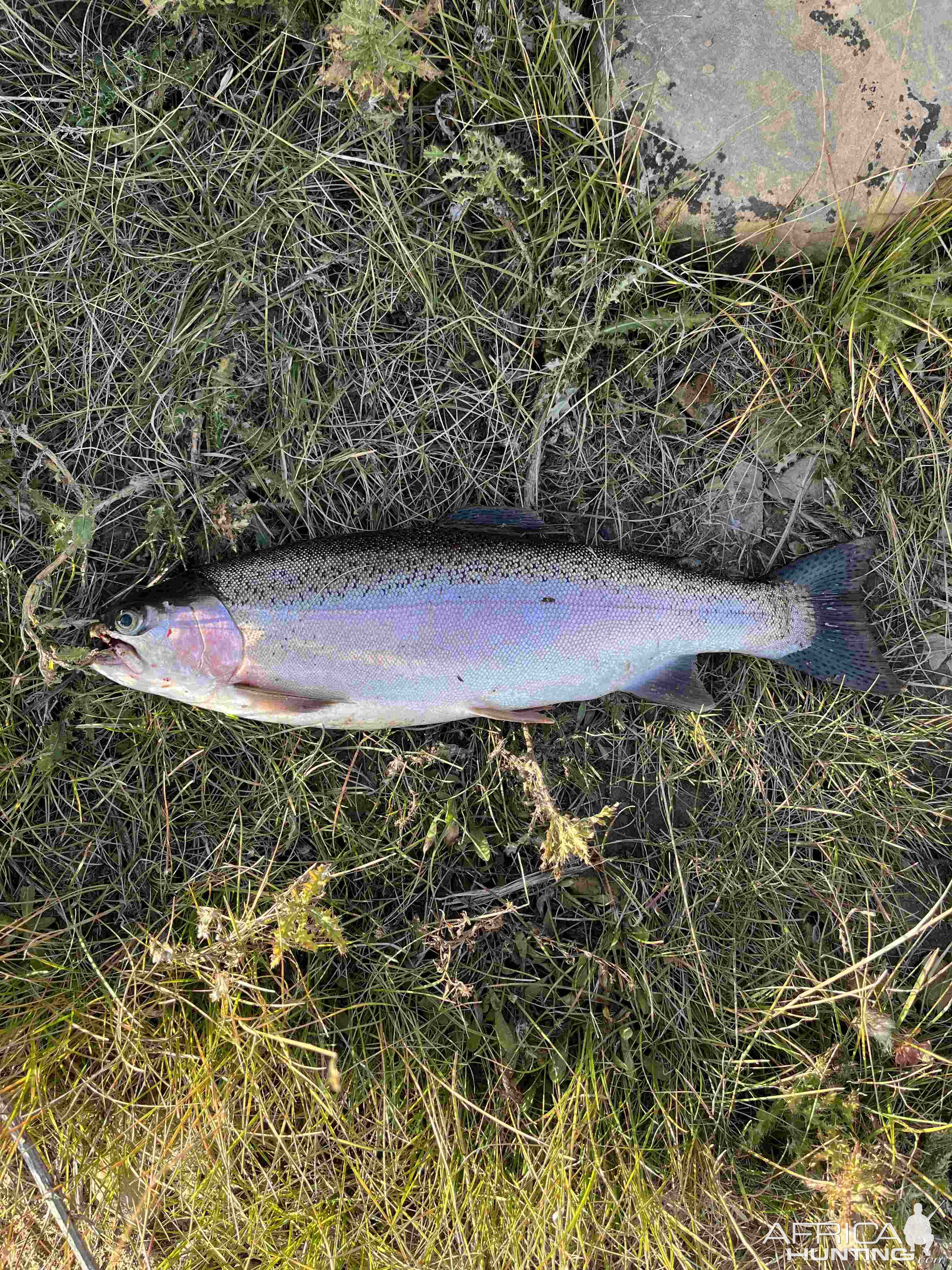 Fishing Rainbow Trout