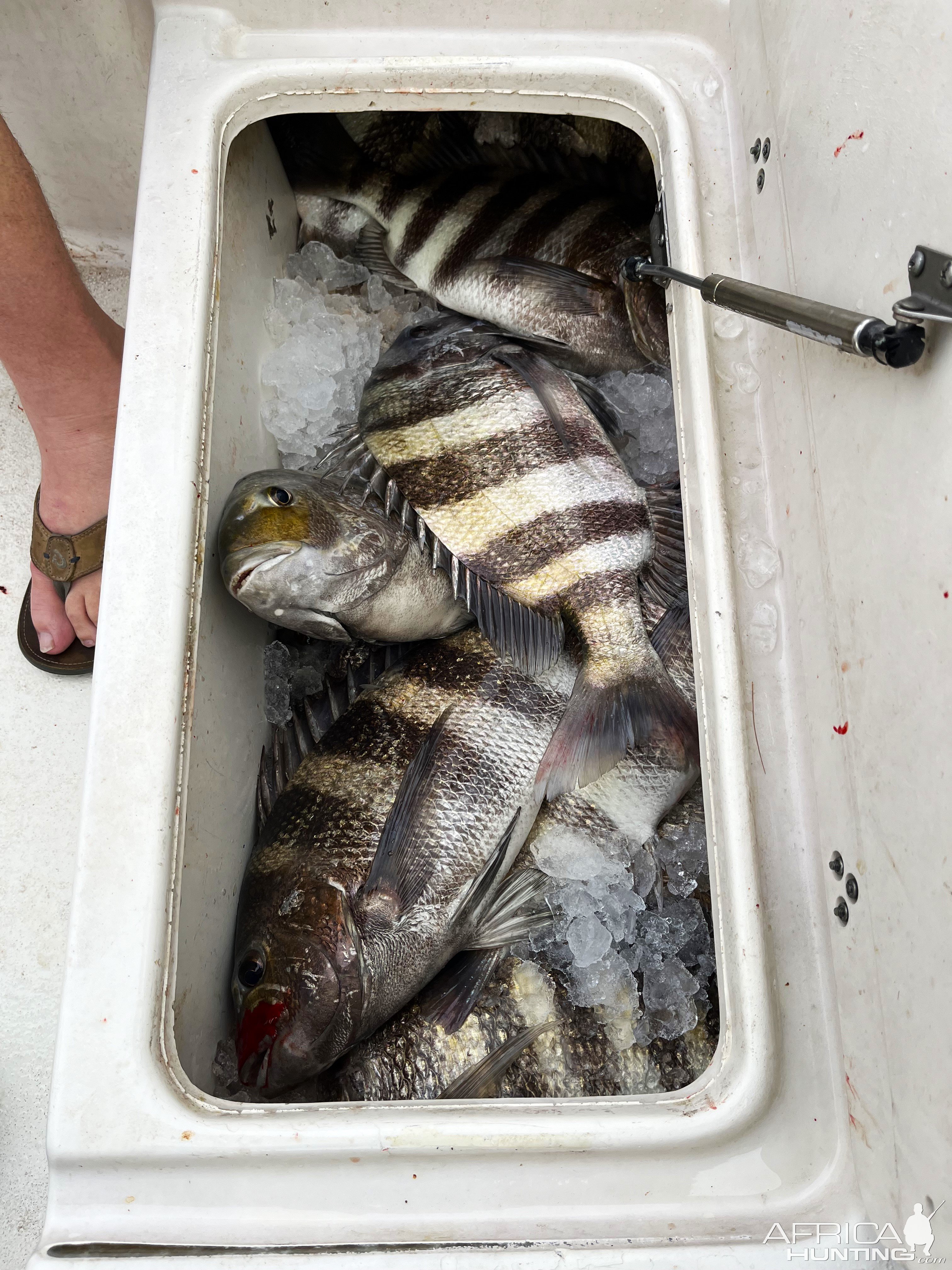 Fishing Sheepshead Seabream