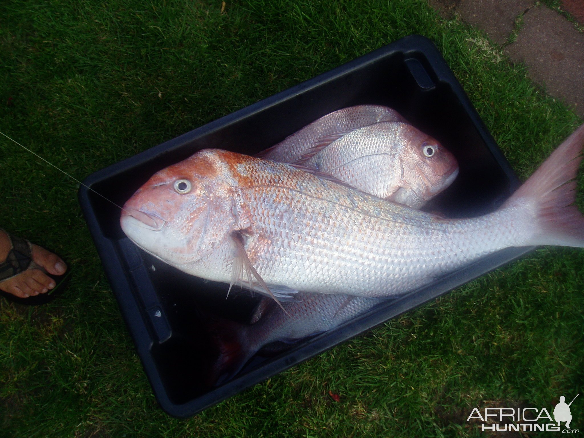 Fishing Snapper Victoria Australia