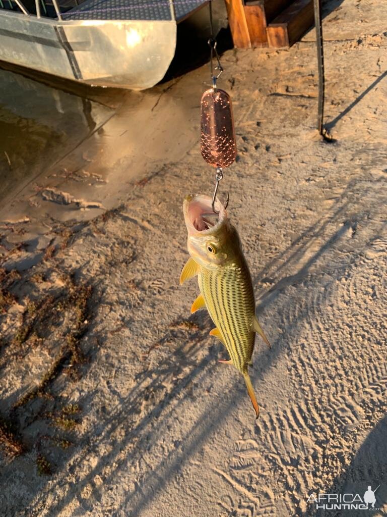 Fishing Tigerfish in Namibia