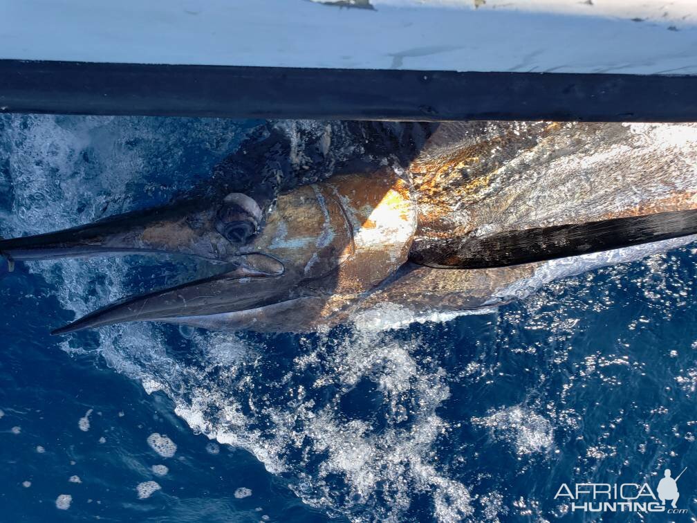 Fishing Wahoo Tuna in Panama