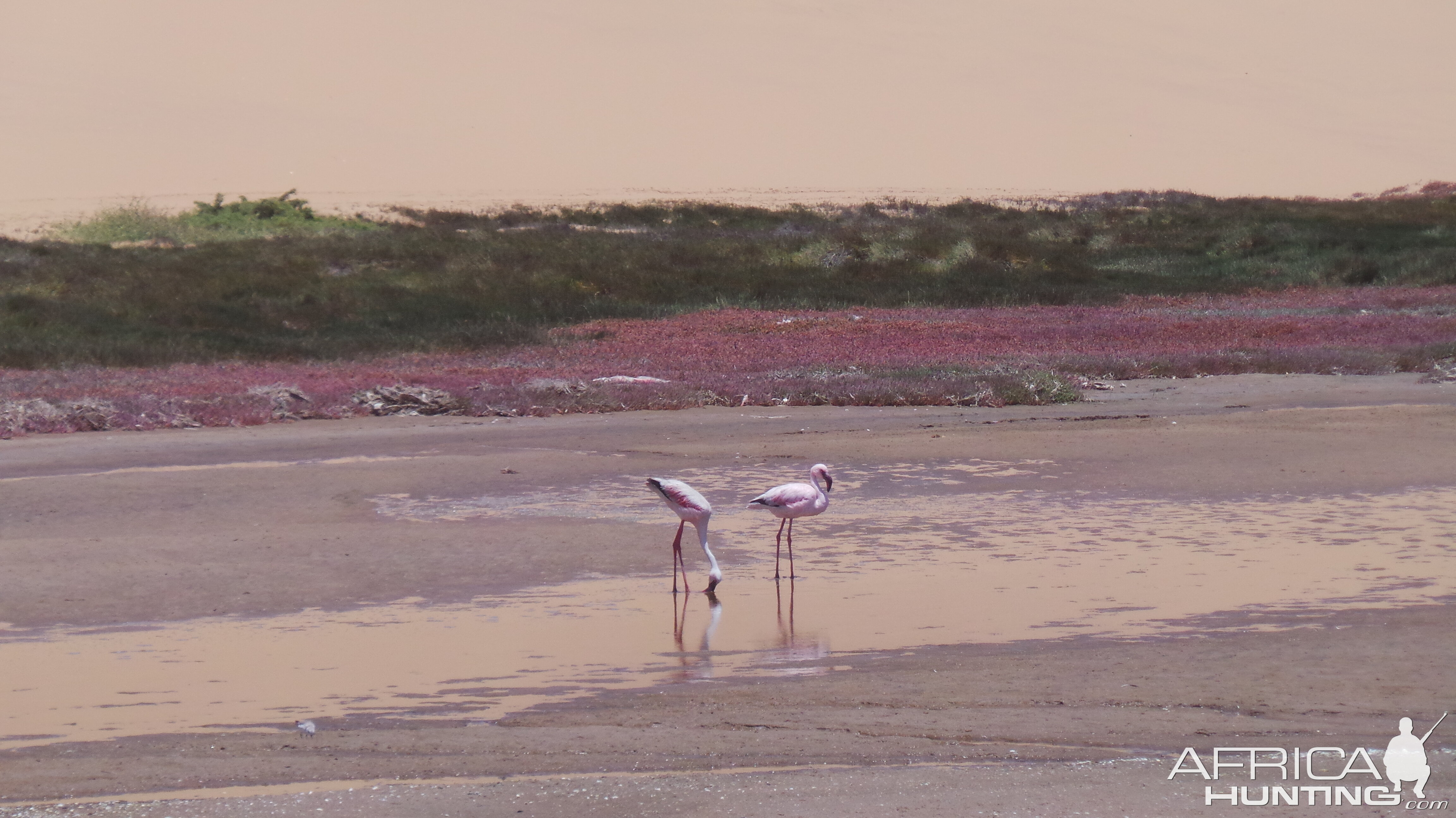 Flamingo Sandwich Harbor Namibia