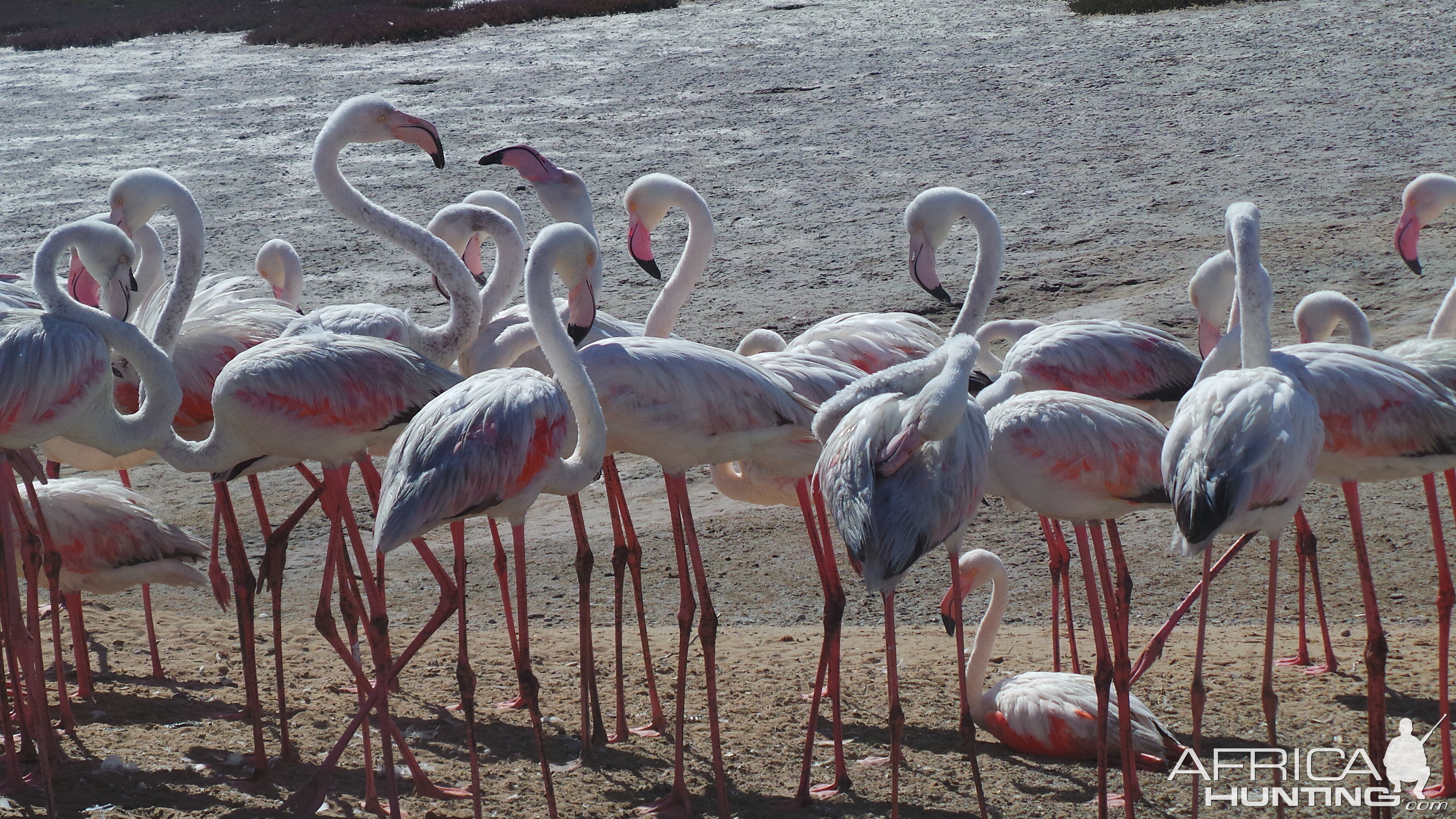 Flamingo Walvis Bay Namibia