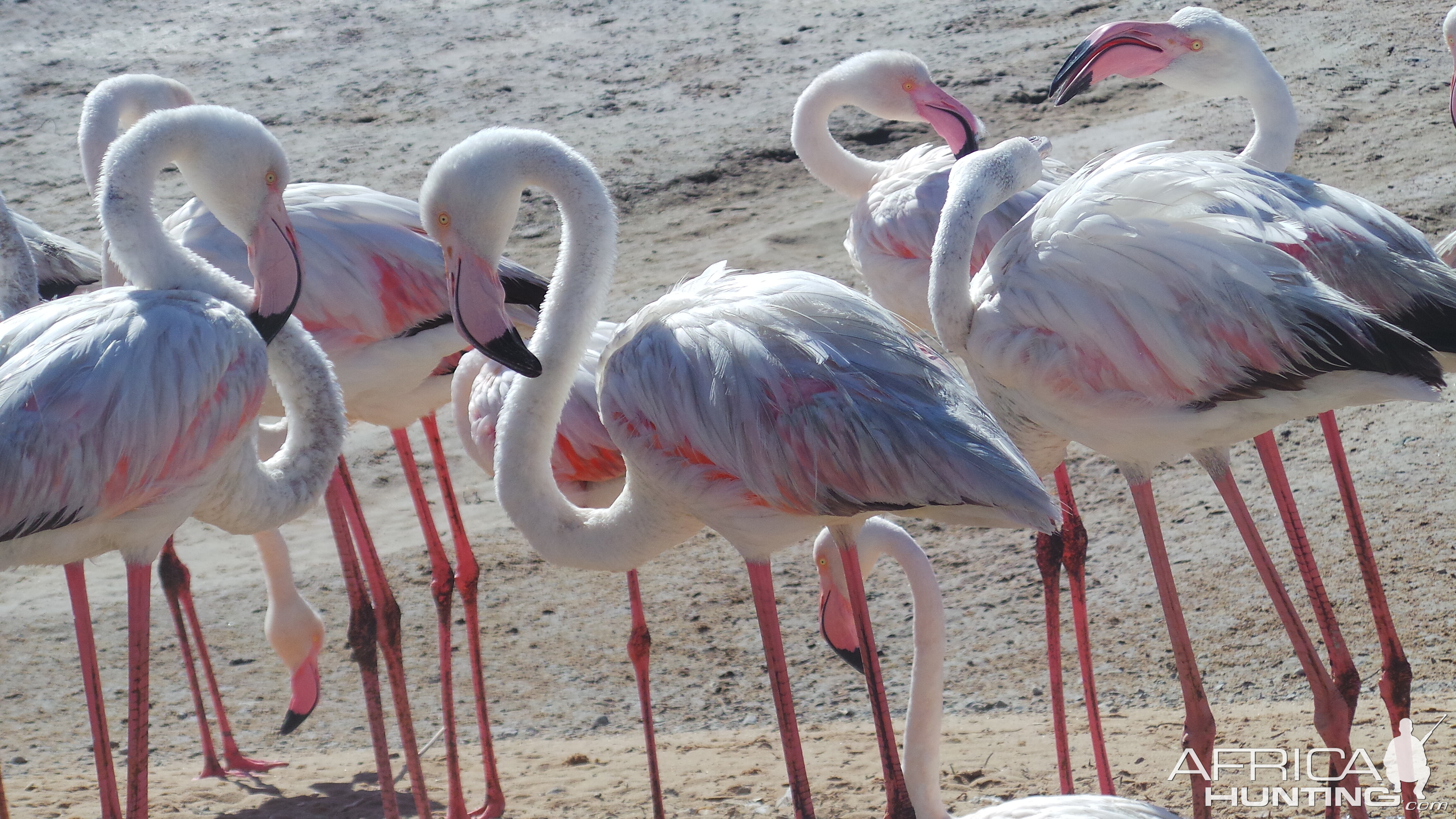 Flamingo Walvis Bay Namibia