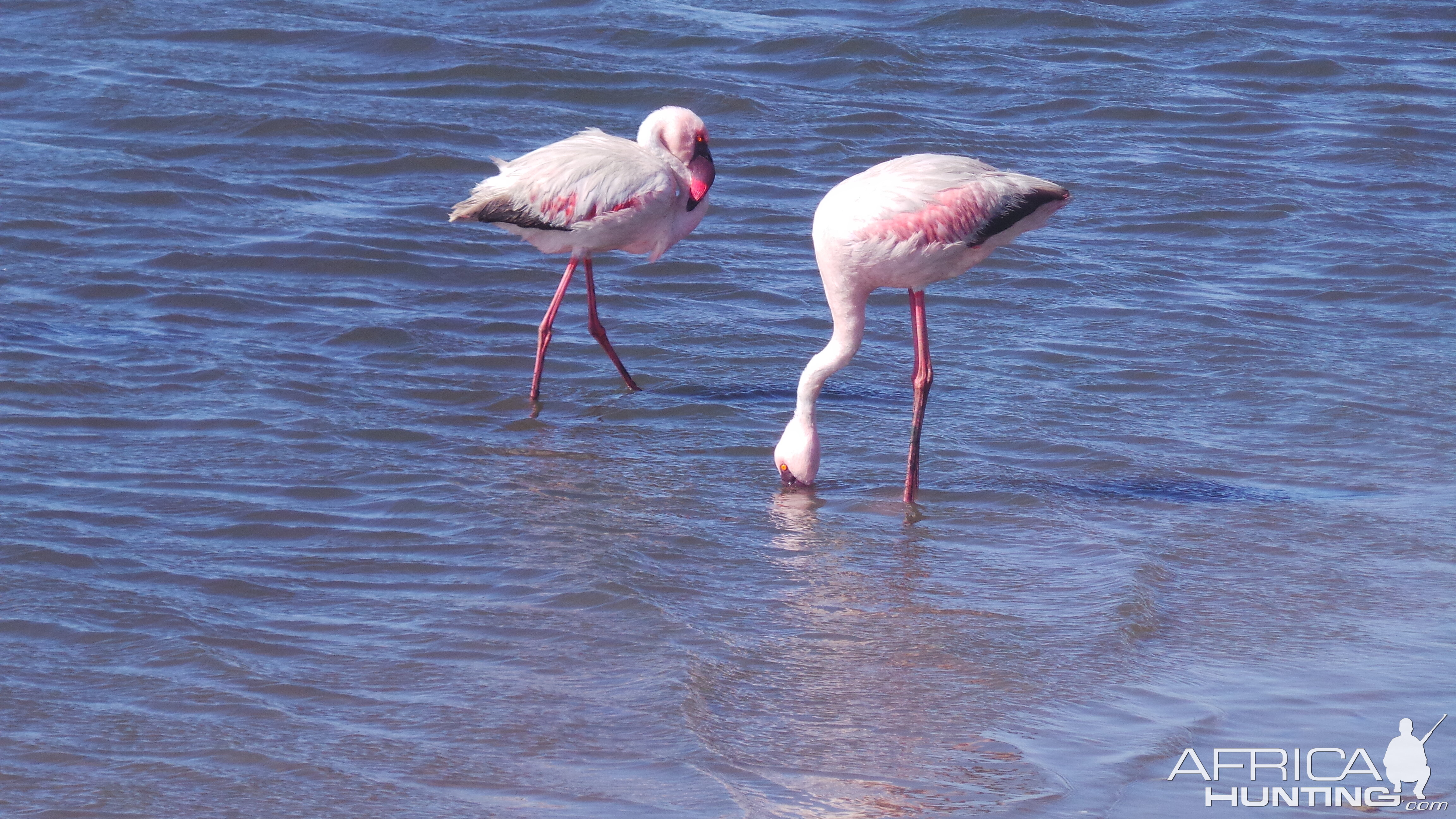 Flamingo Walvis Bay Namibia