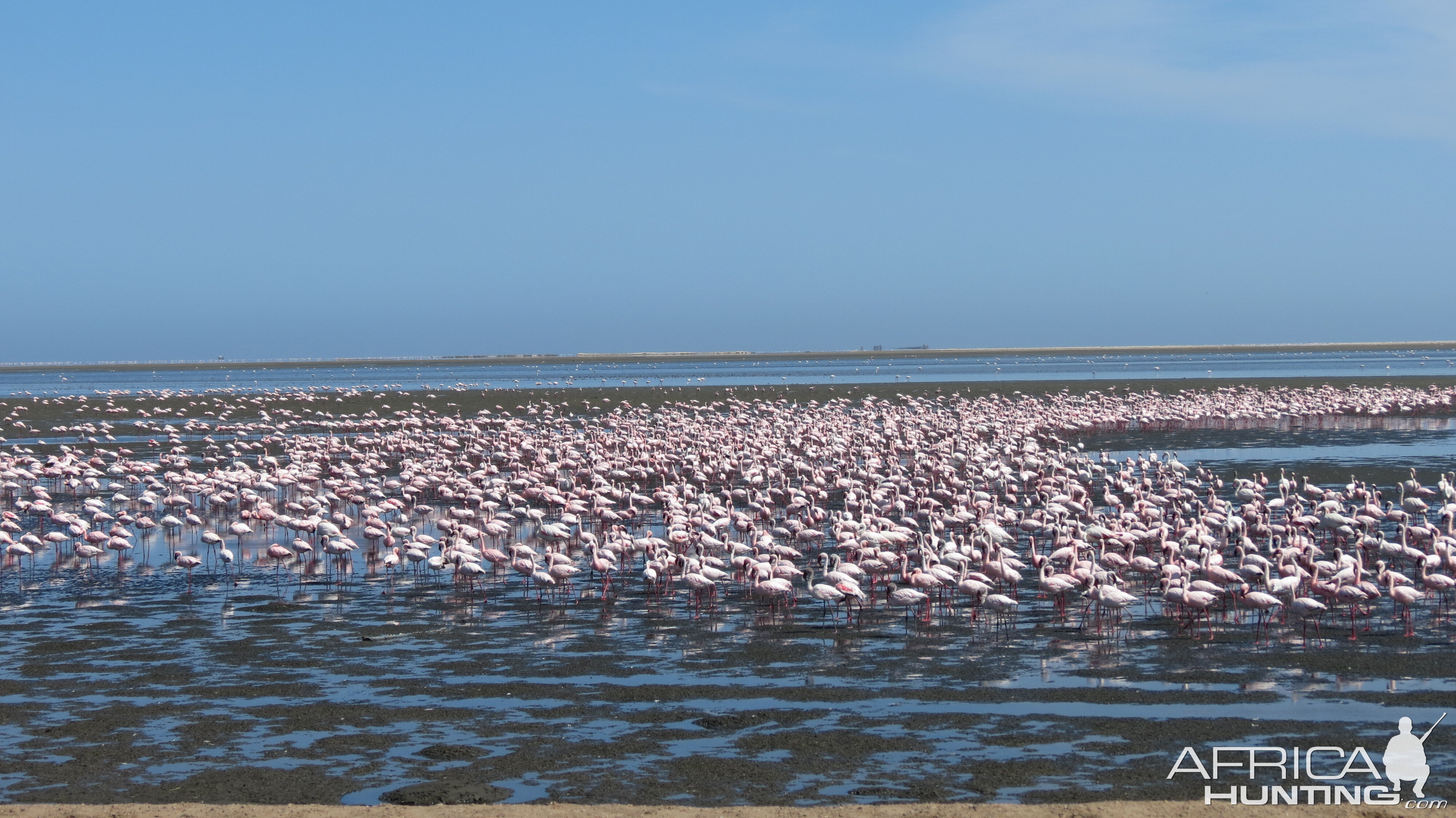 Flamingos Walvis Bay Namibia