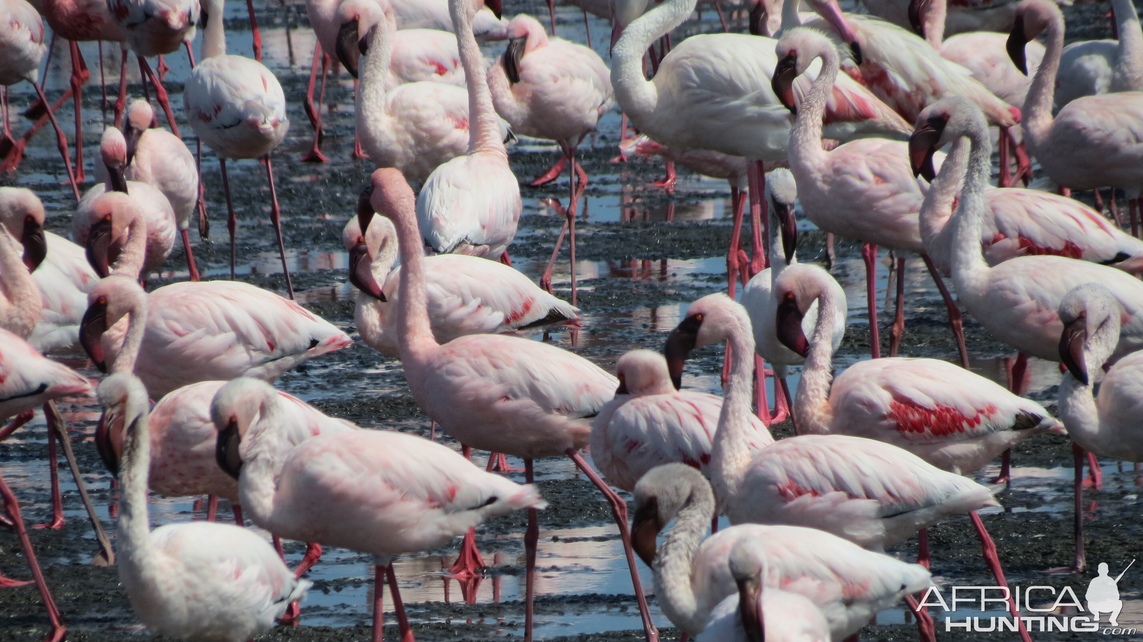 Flamingos Walvis Bay Namibia