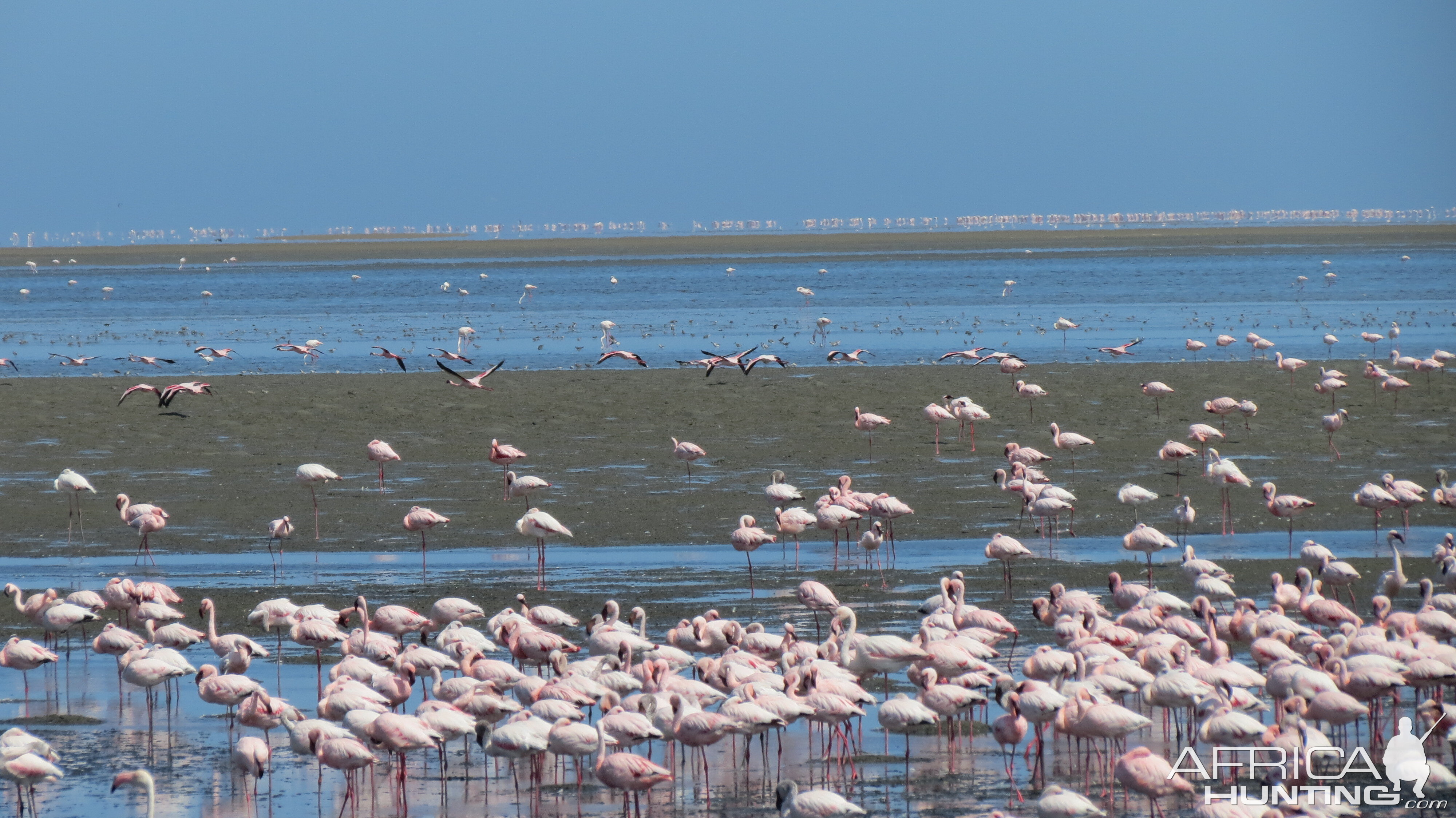 Flamingos Walvis Bay Namibia