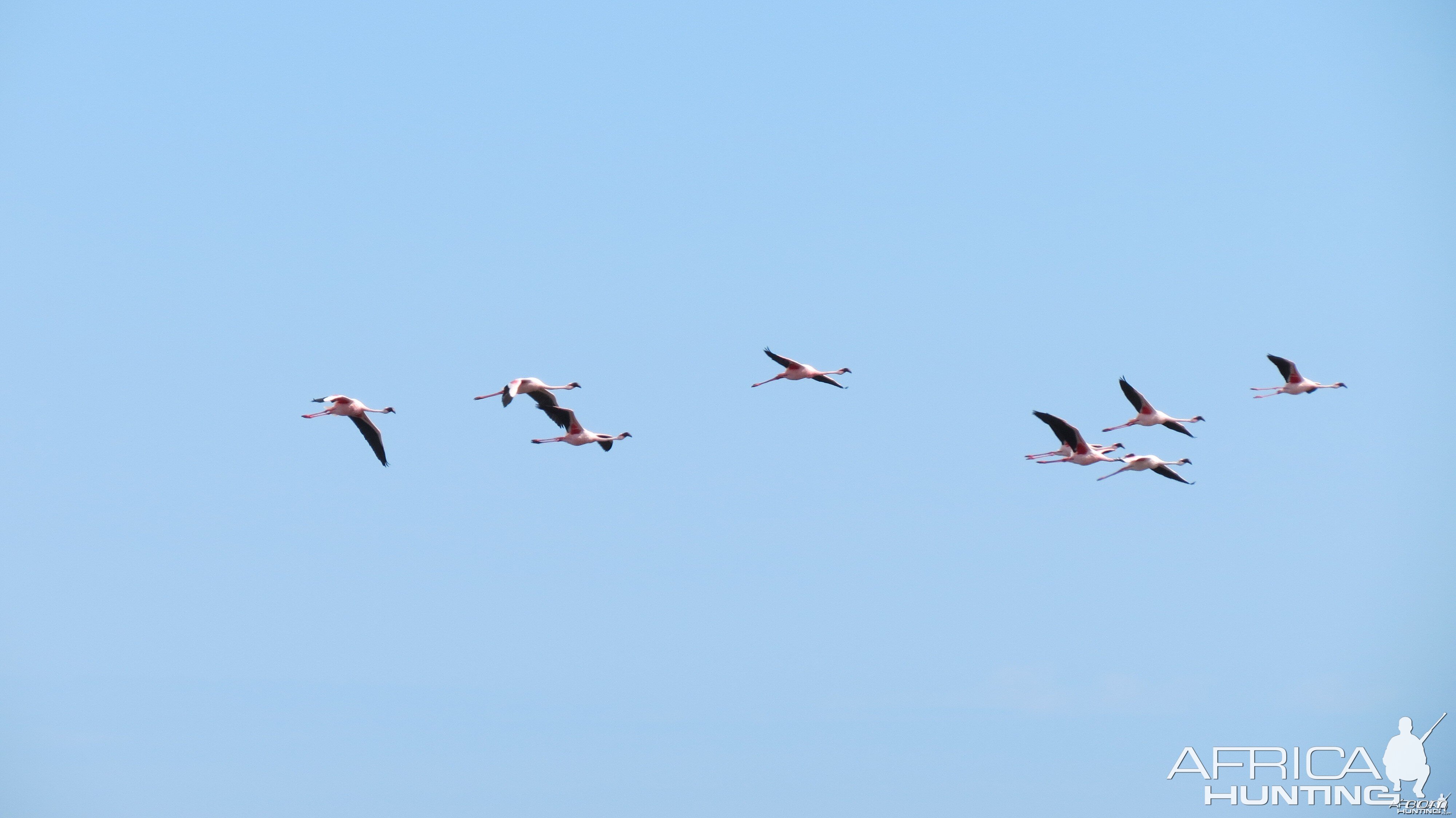 Flamingos Walvis Bay Namibia