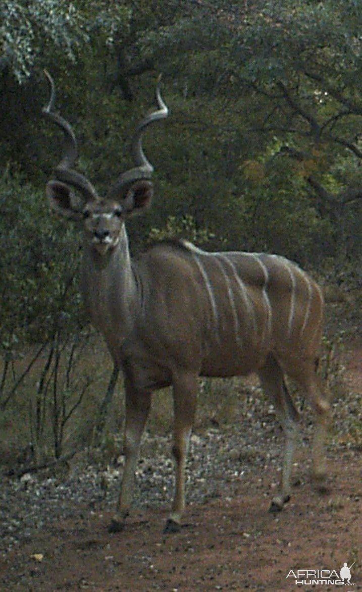 Flaring Kudu on trail camera