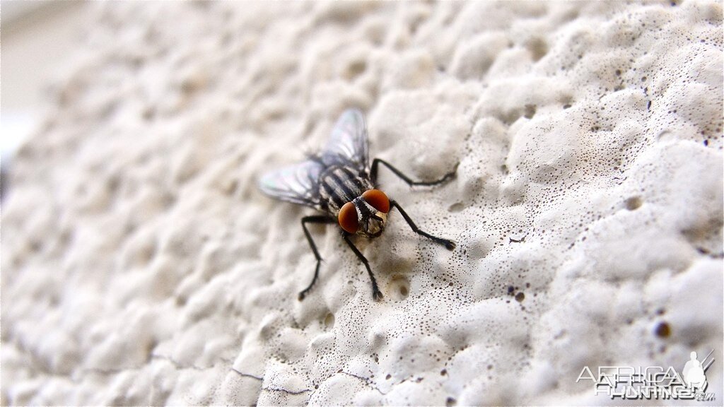 Fly in Mauritius