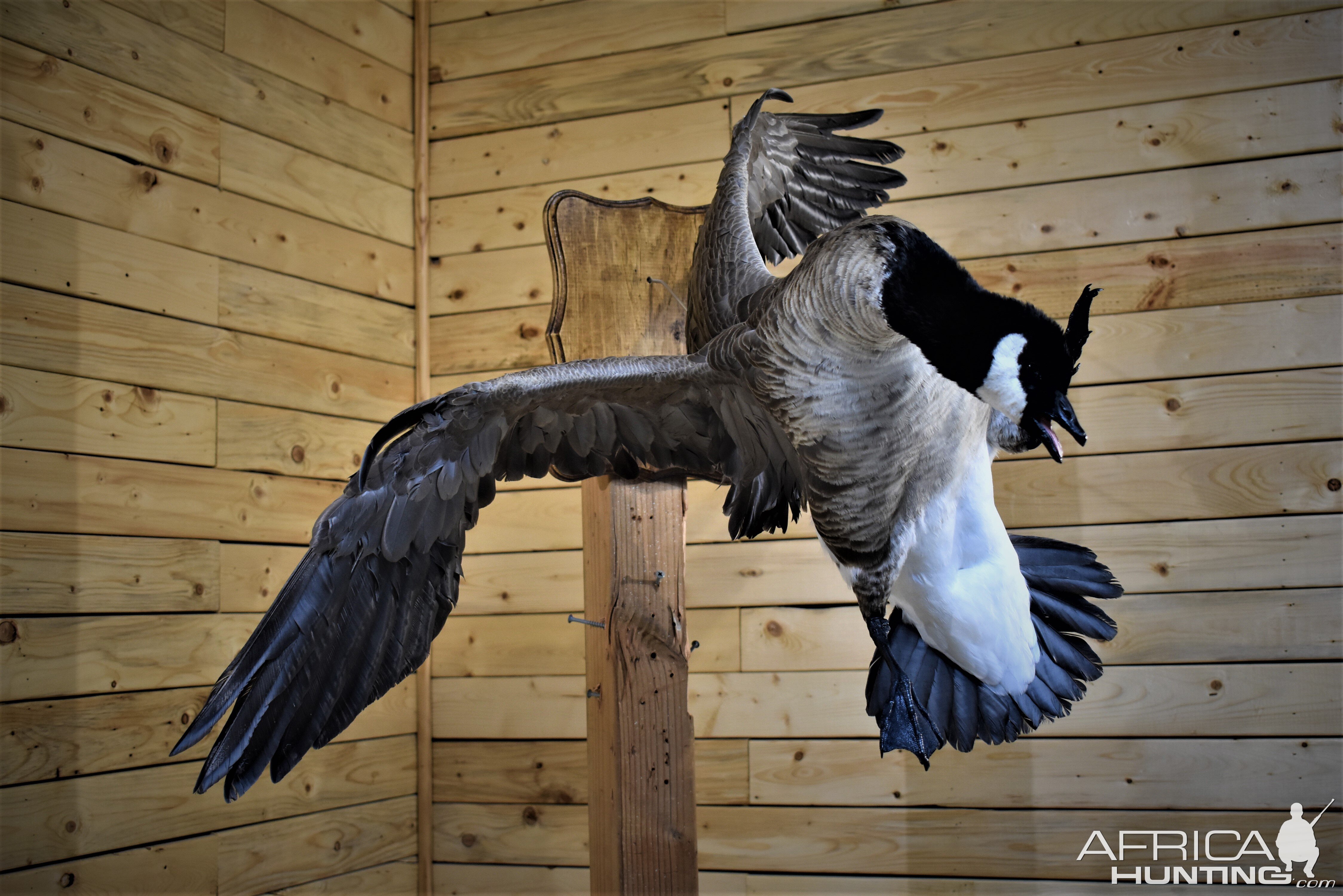 Flying Goose Mount