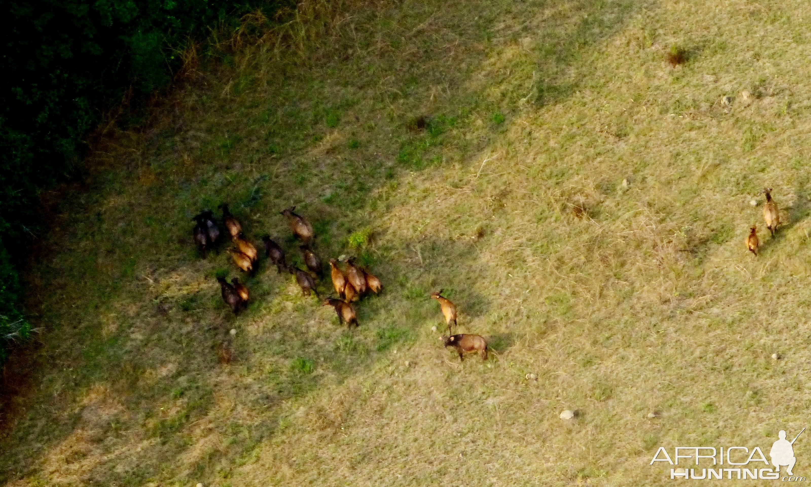 Forest Buffalo Herd Congo