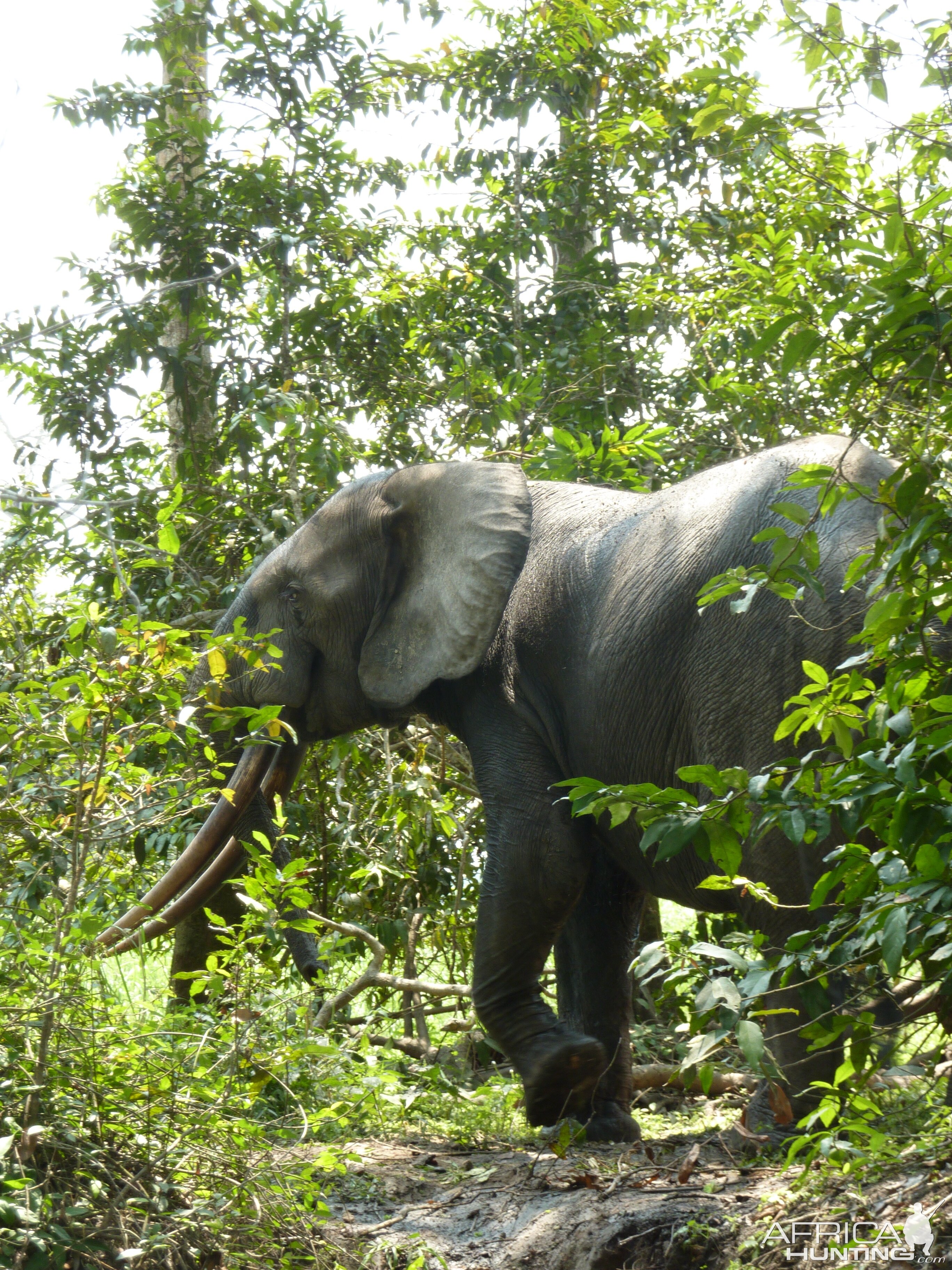 Forest bull Elephant (Loxodonta cyclotis) in the Gabonese forest