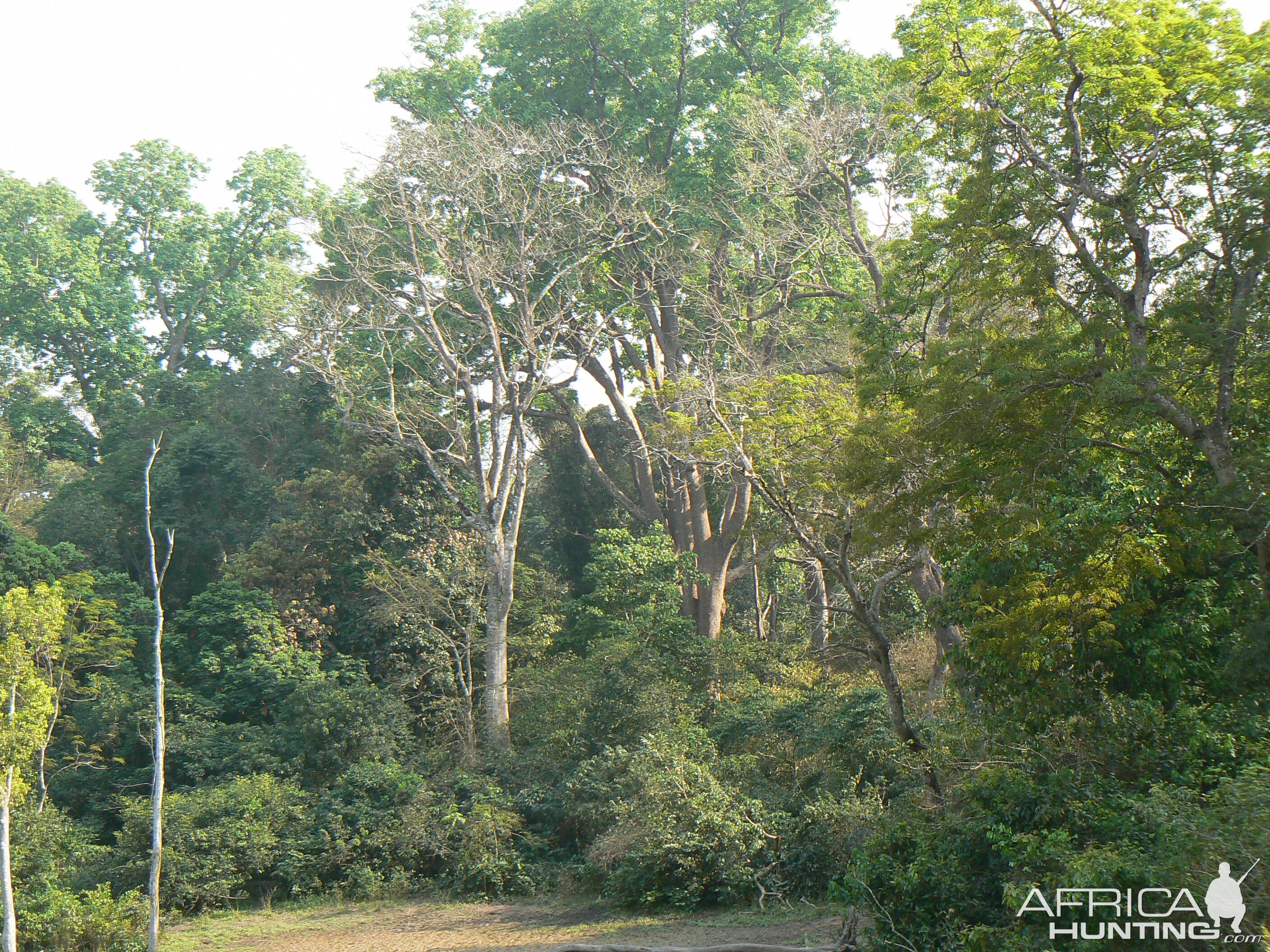 Forest CAR