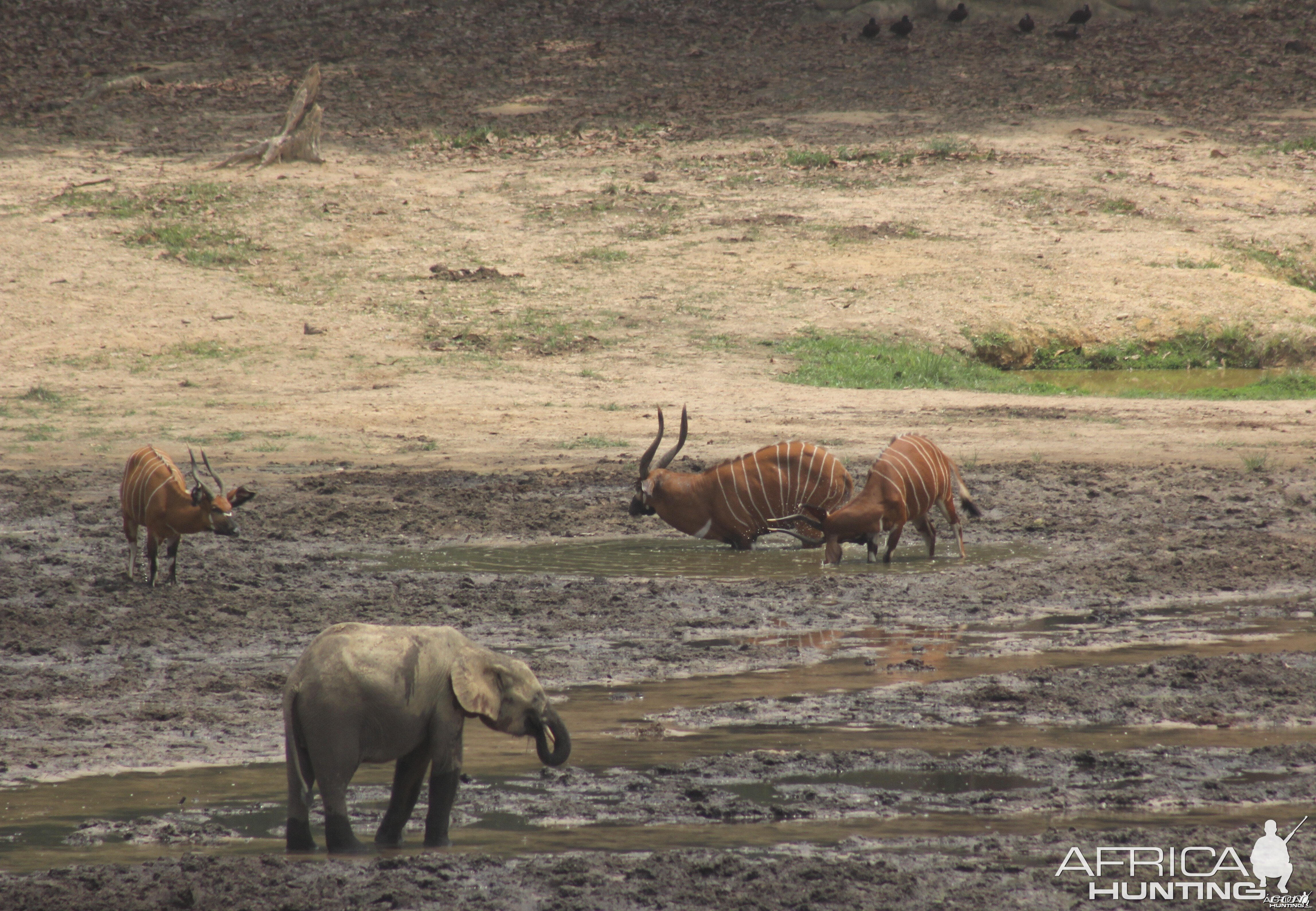 Forest Elephant and Bongo